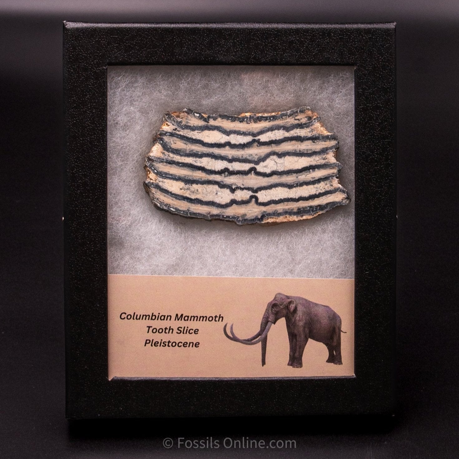 Columbian Mammoth Tooth Slice