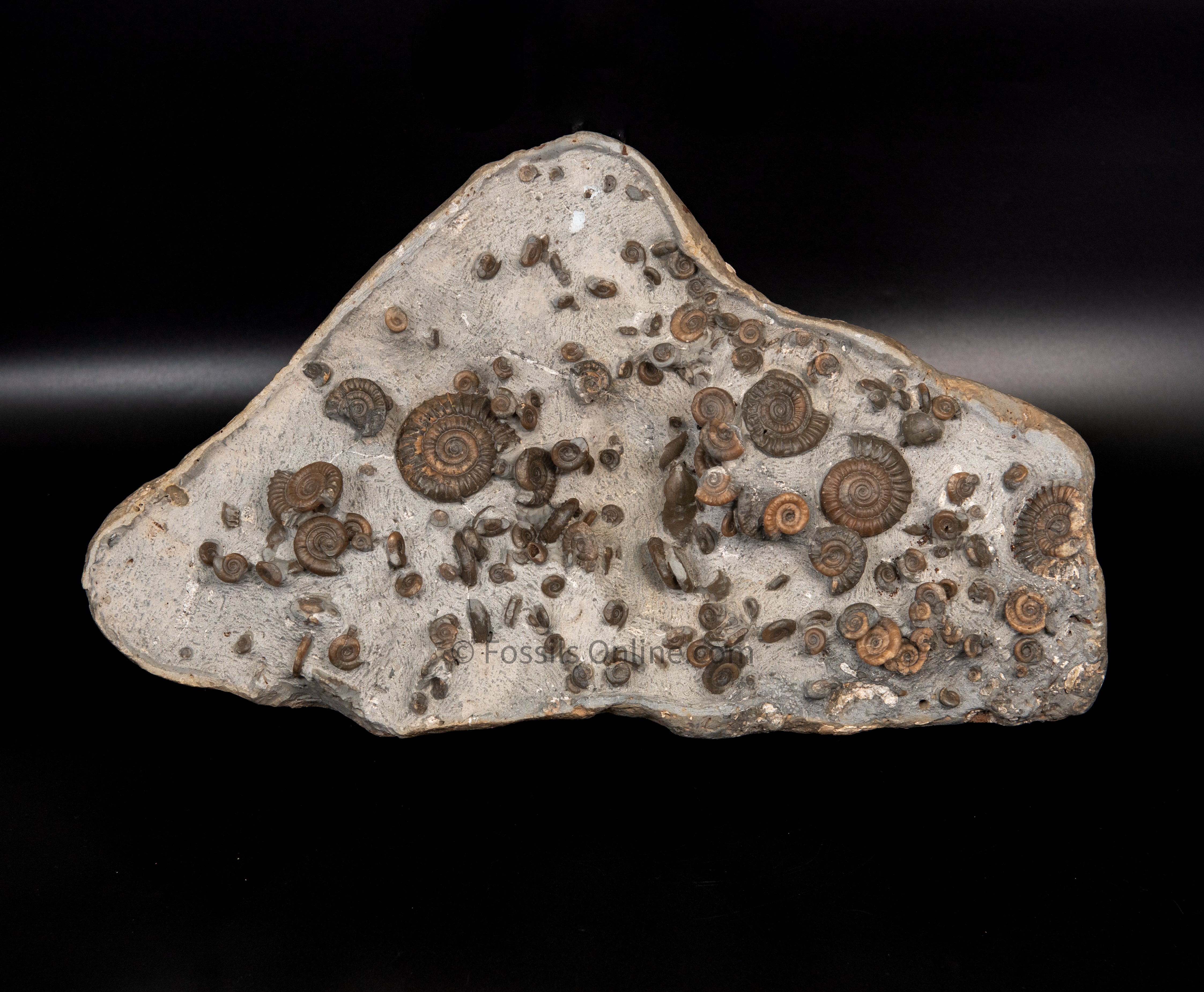Ammonite Cluster