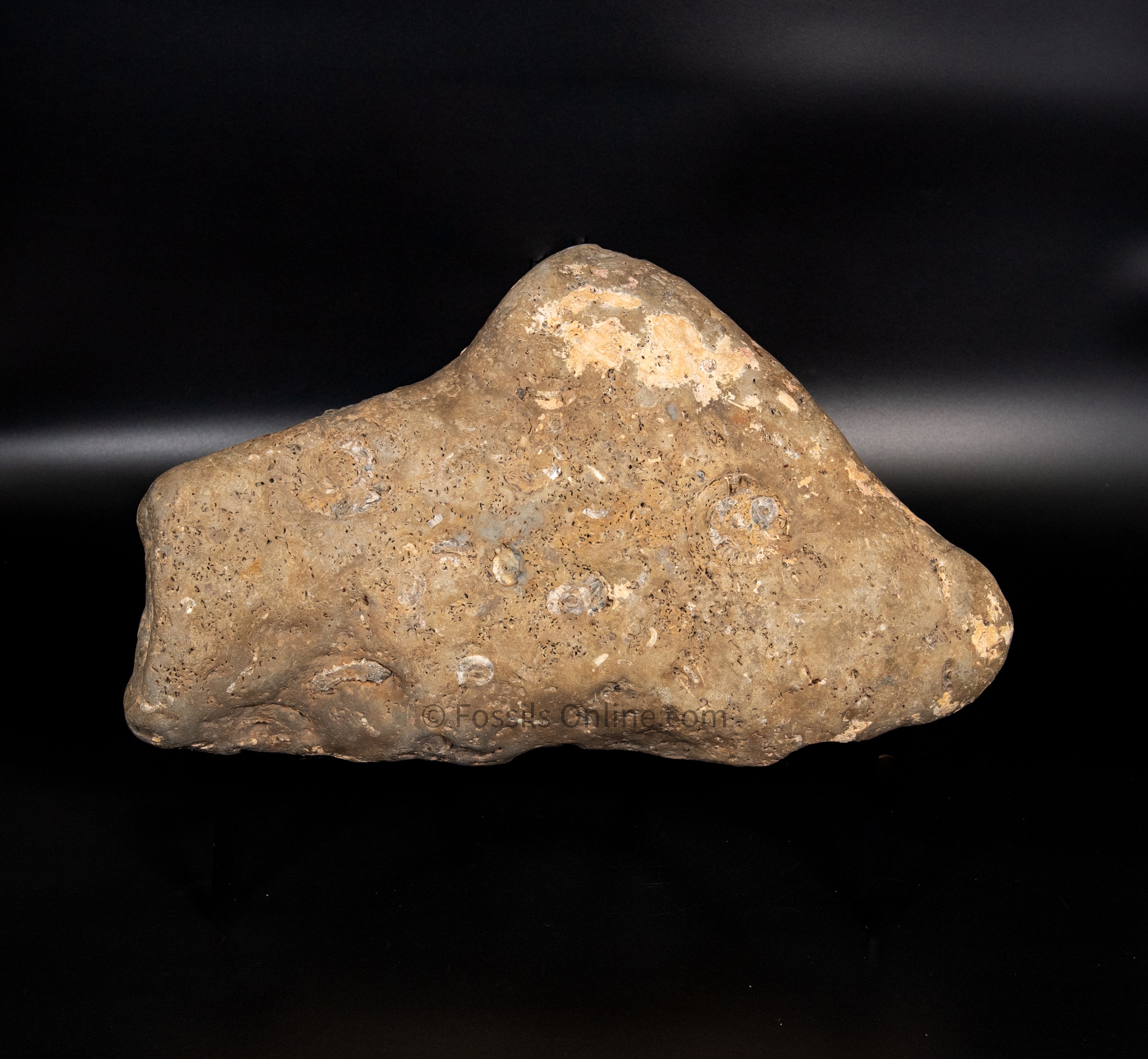 Ammonite Cluster