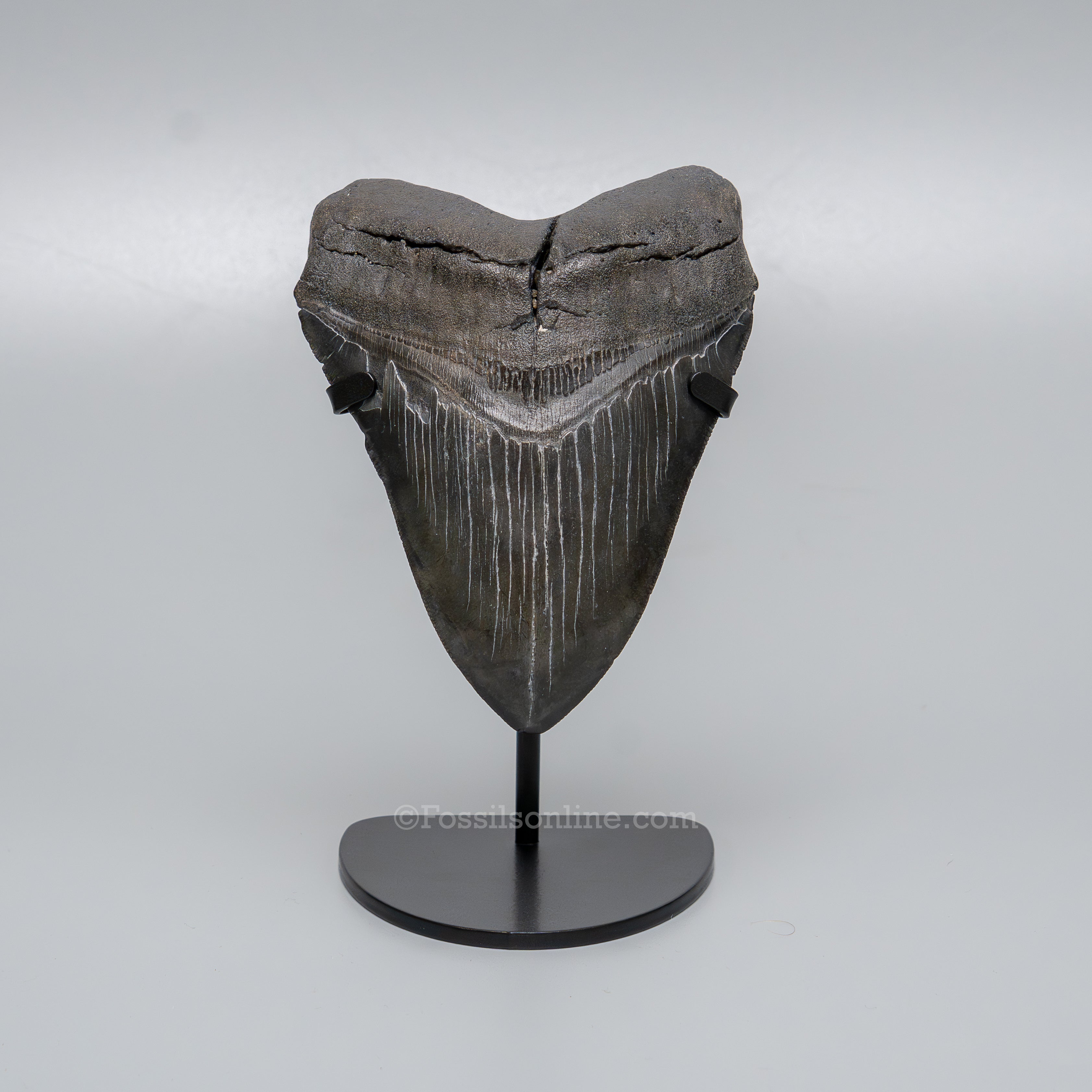 South Carolina Megalodon 4.81"