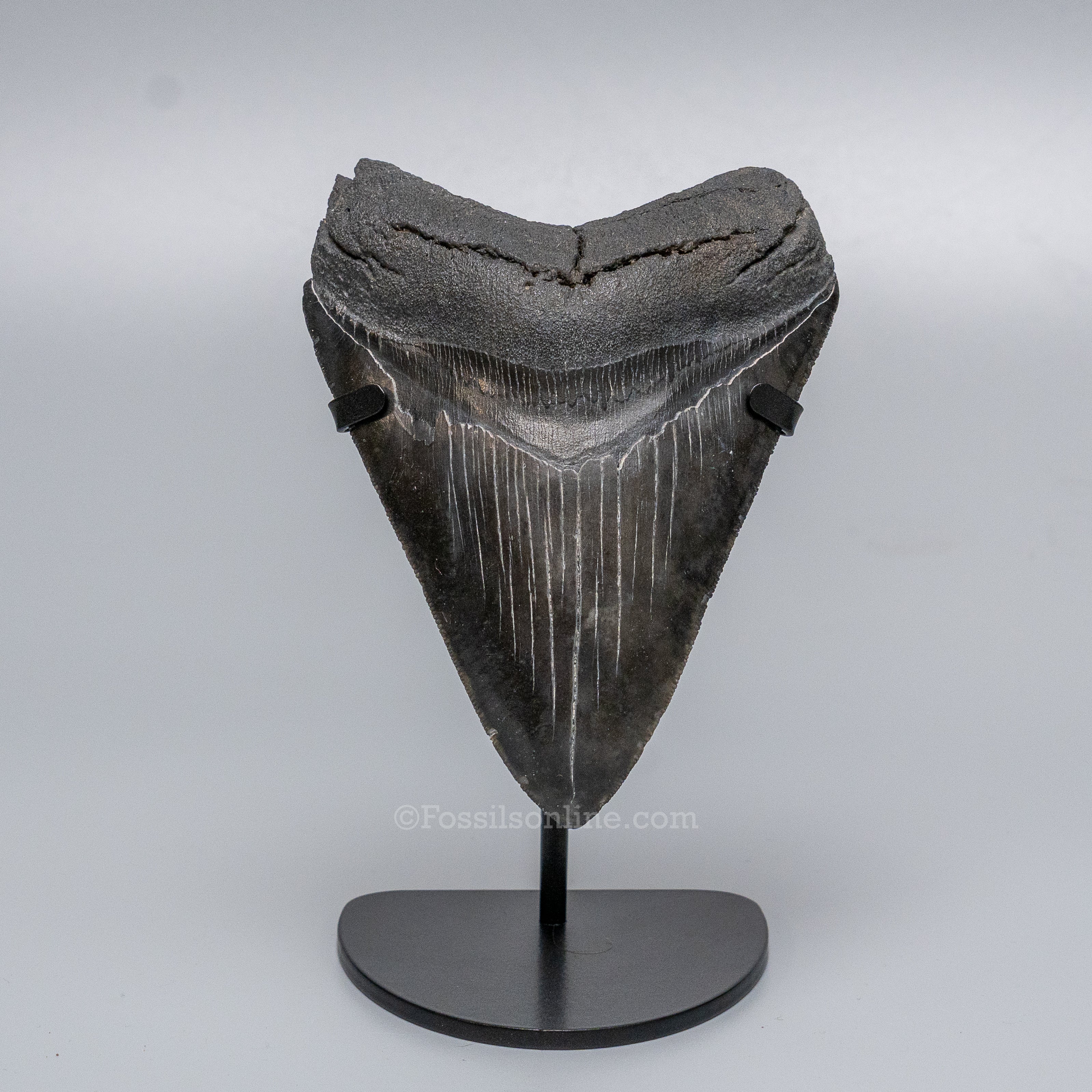 South Carolina Megalodon 4.69"