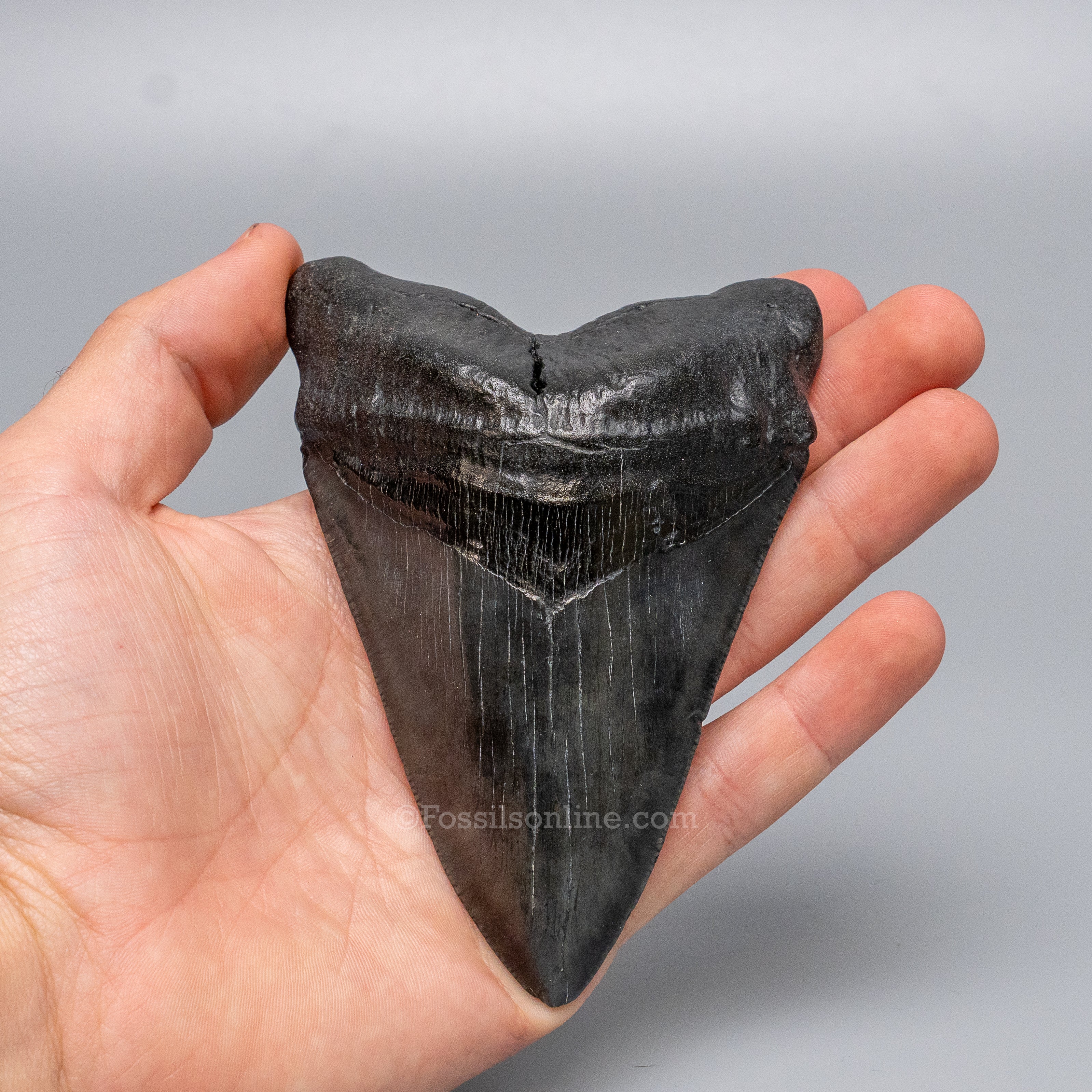 South Carolina Megalodon 4.62"