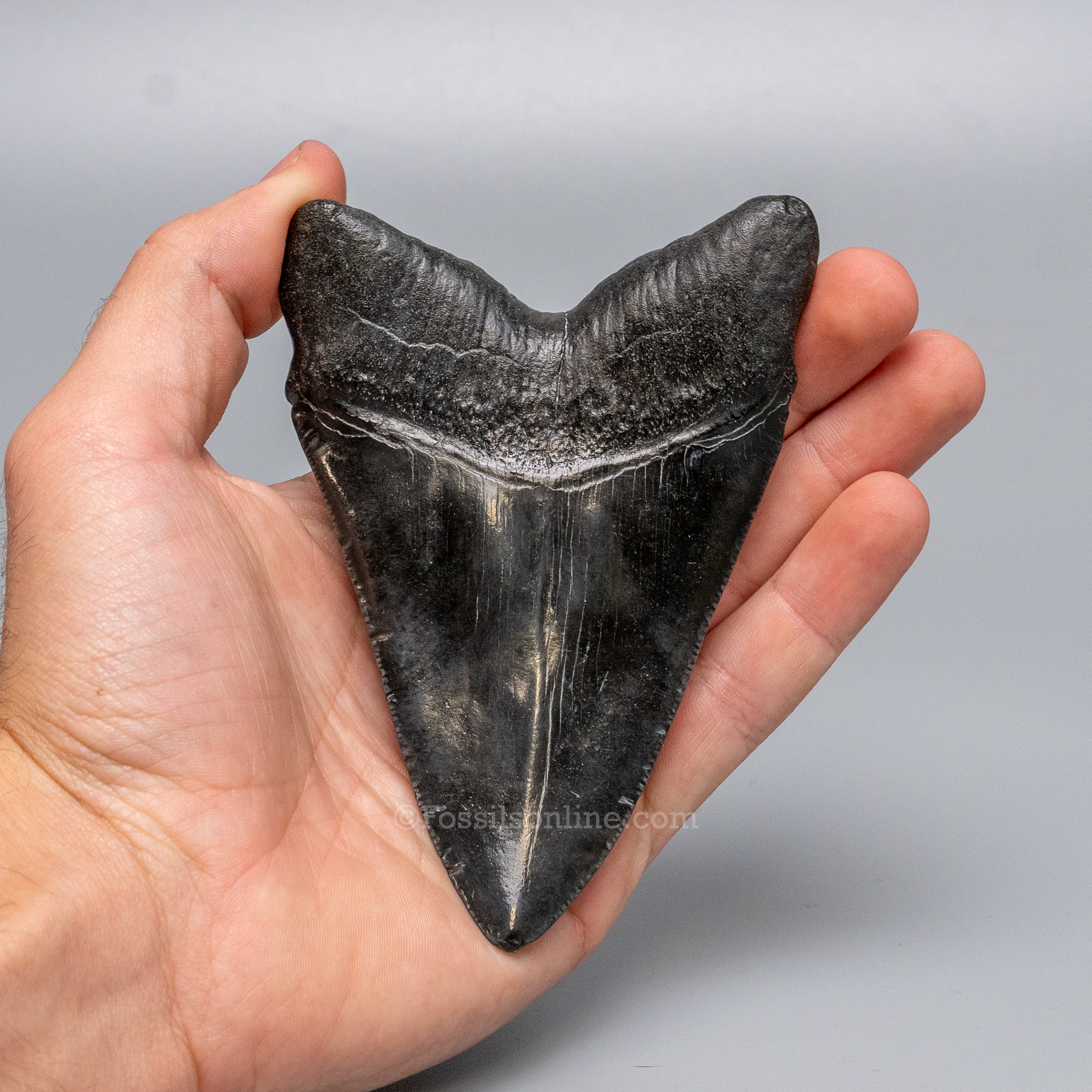 South Carolina Megalodon 4.62"