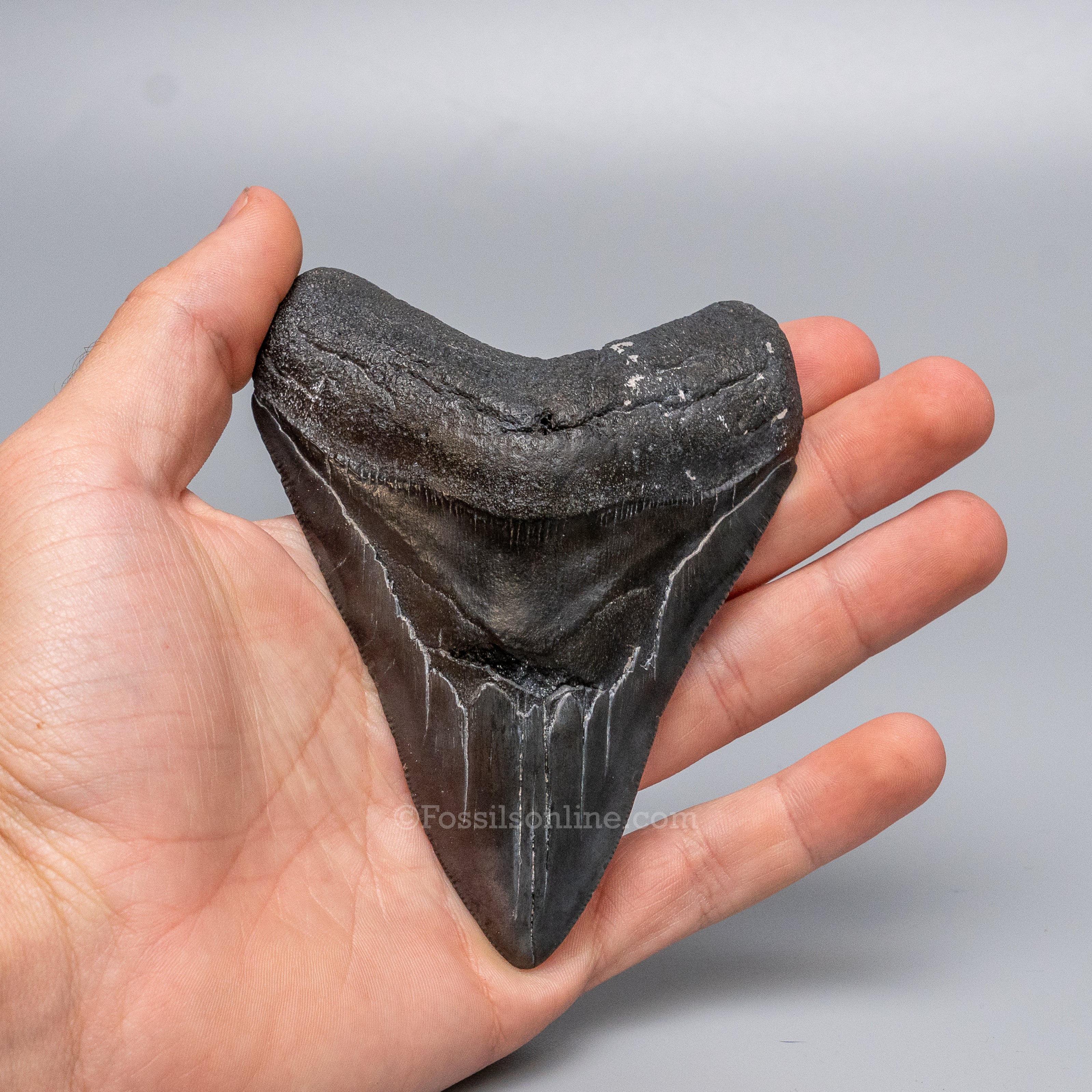 South Carolina Megalodon 4.34"