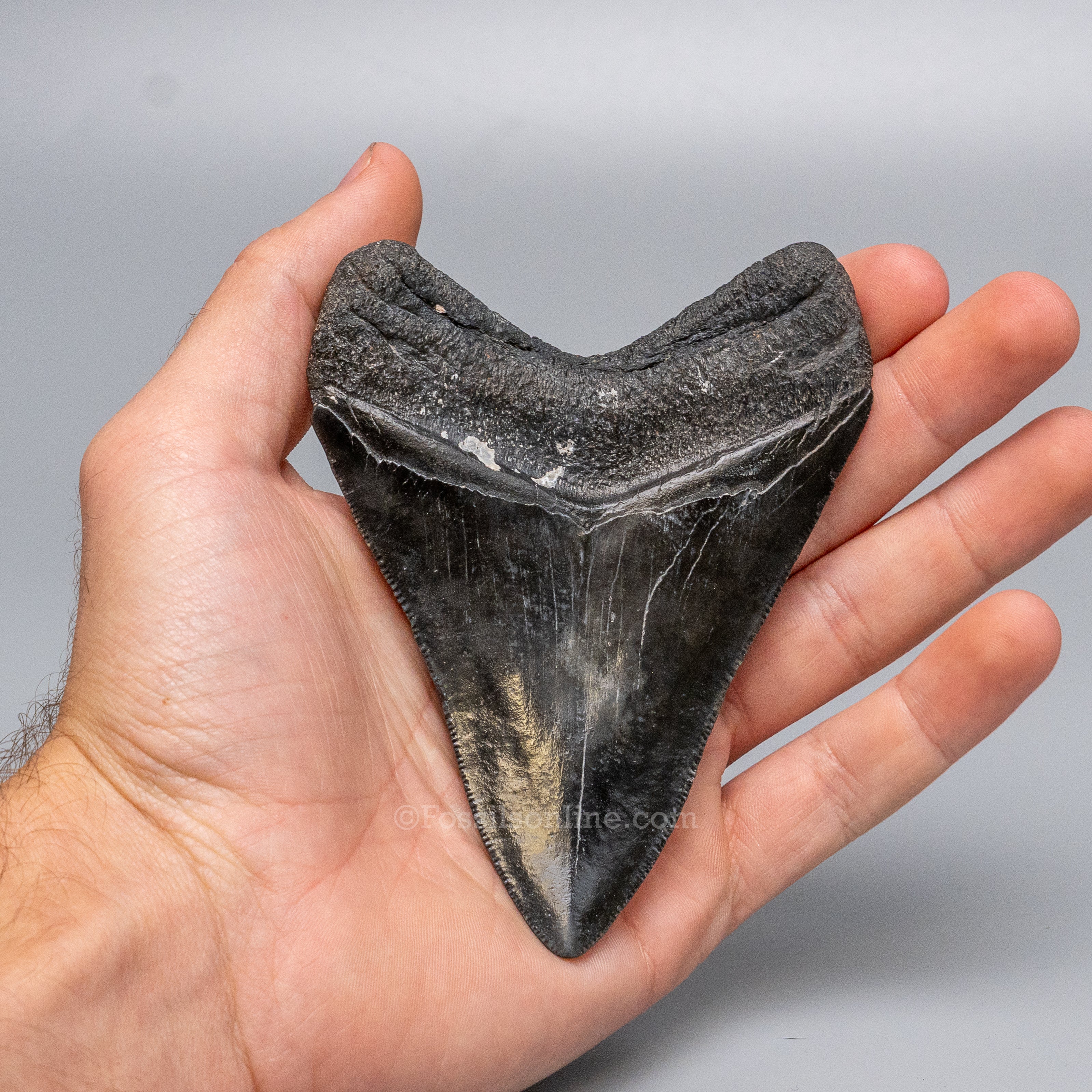 South Carolina Megalodon 4.34"