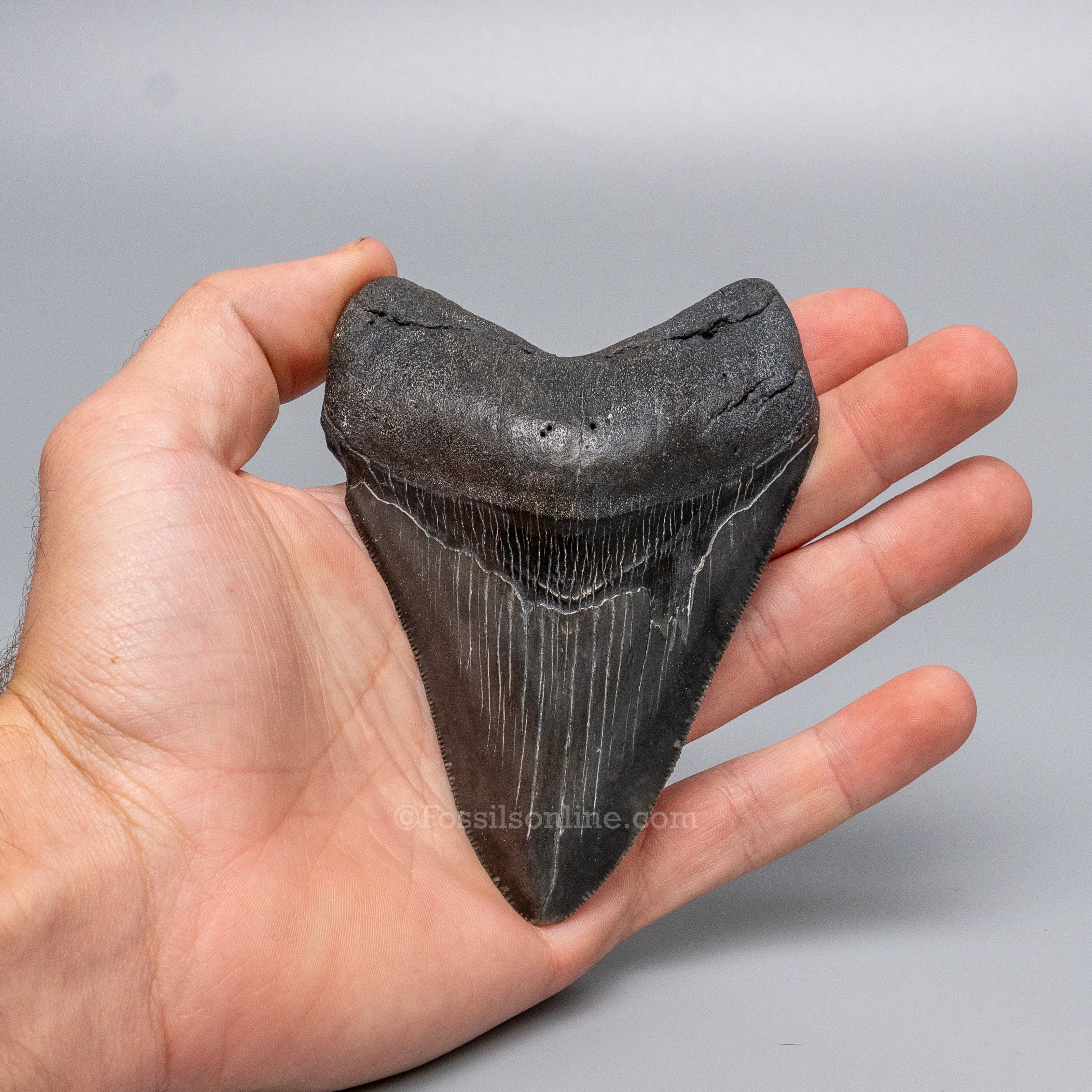 South Carolina Megalodon 4.26"