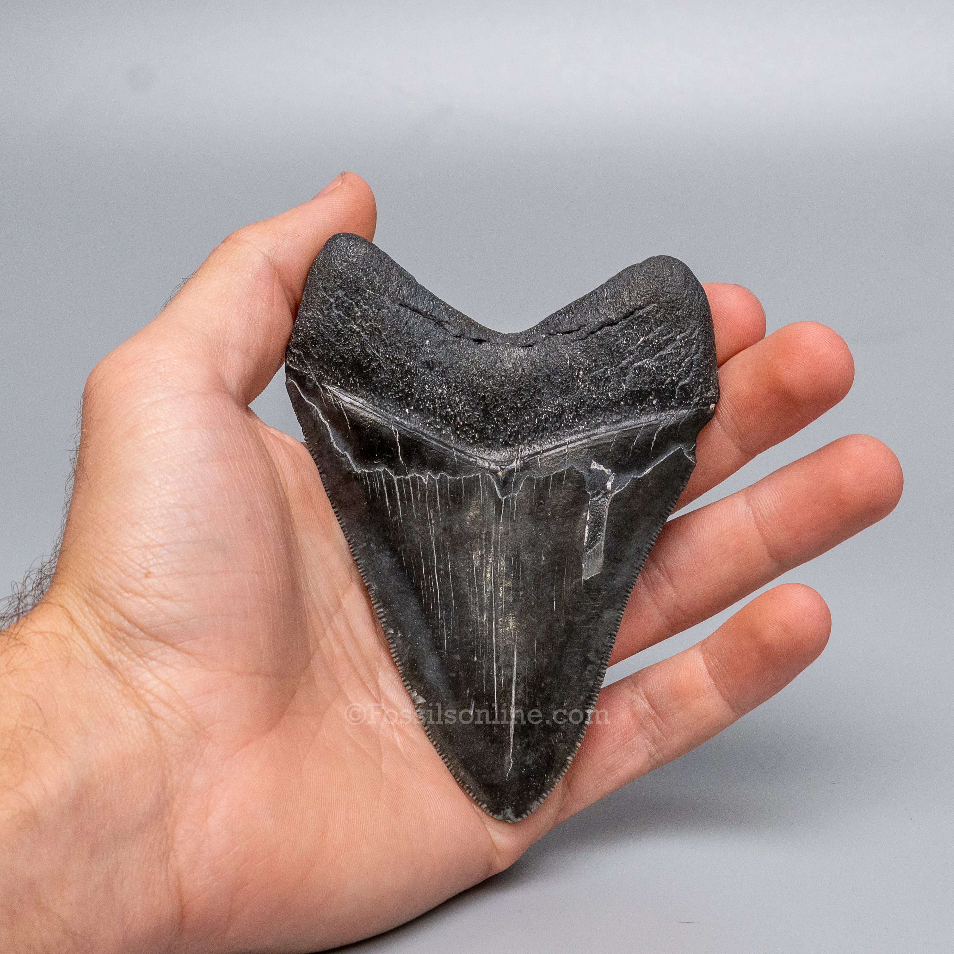 South Carolina Megalodon 4.26"