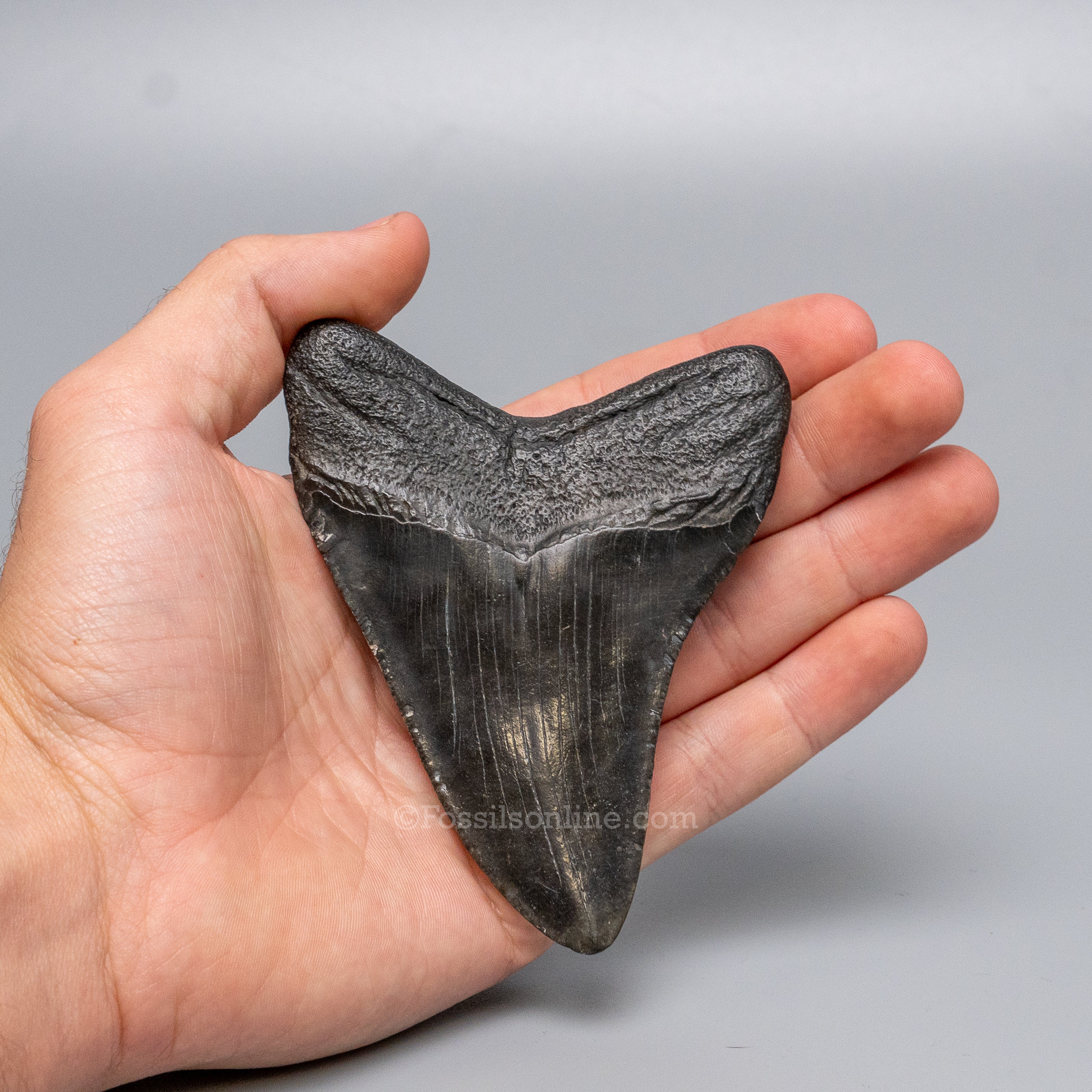 South Carolina Megalodon 4.16"