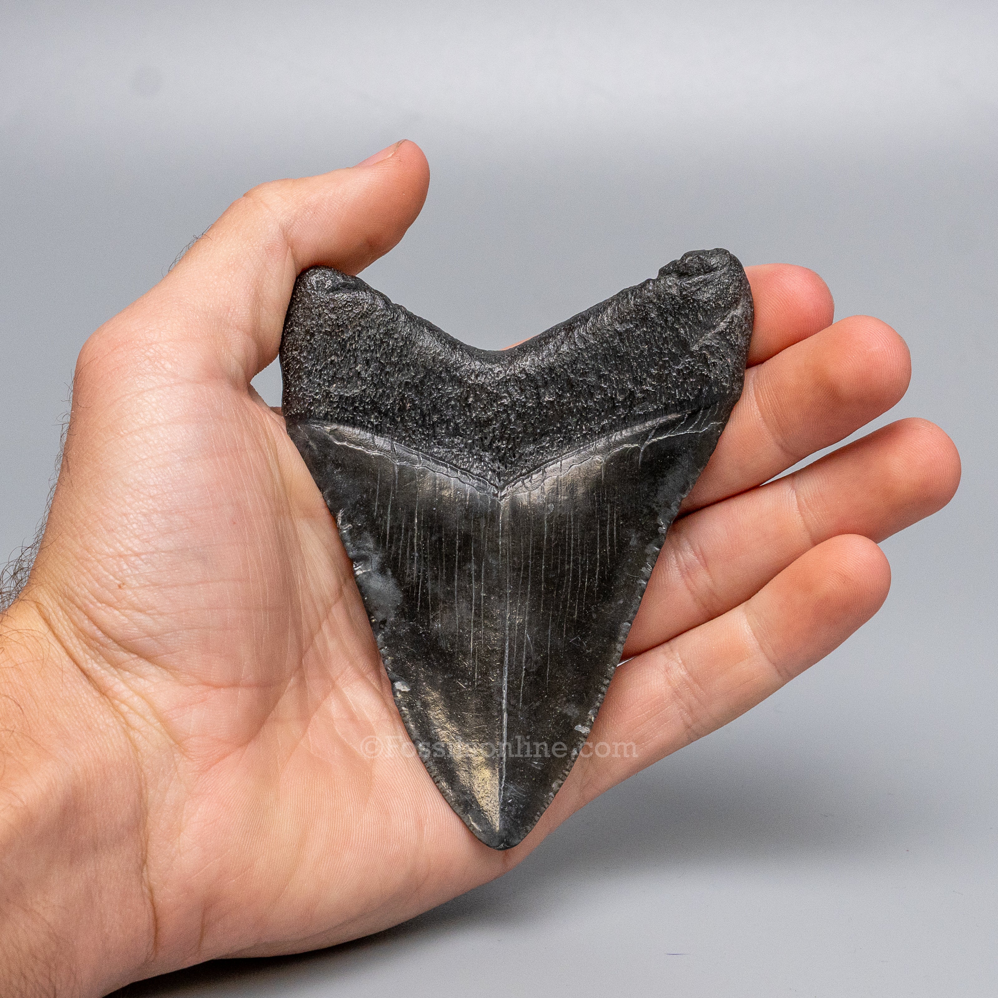 South Carolina Megalodon 4.14"