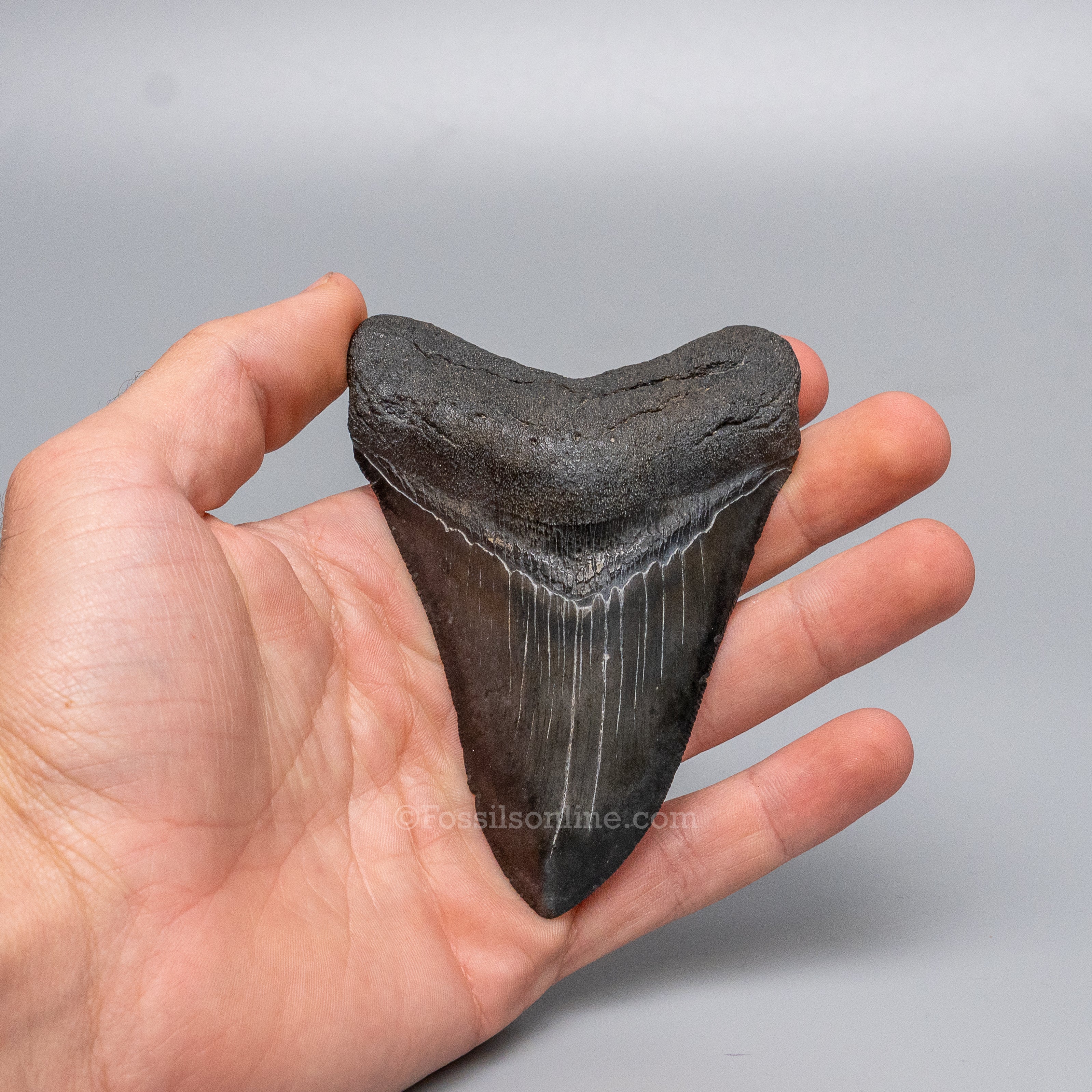 South Carolina Megalodon 3.84"