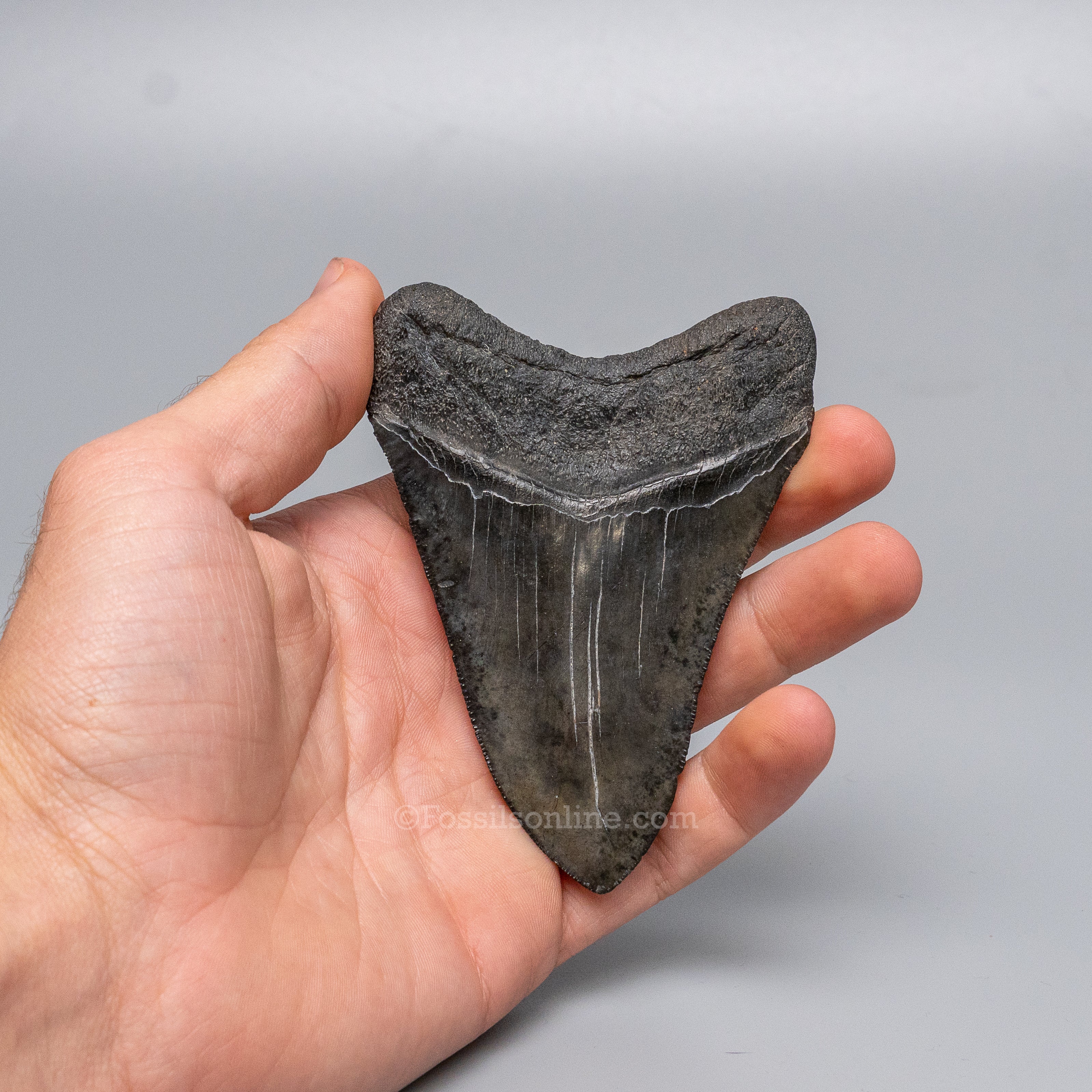 South Carolina Megalodon 3.84"