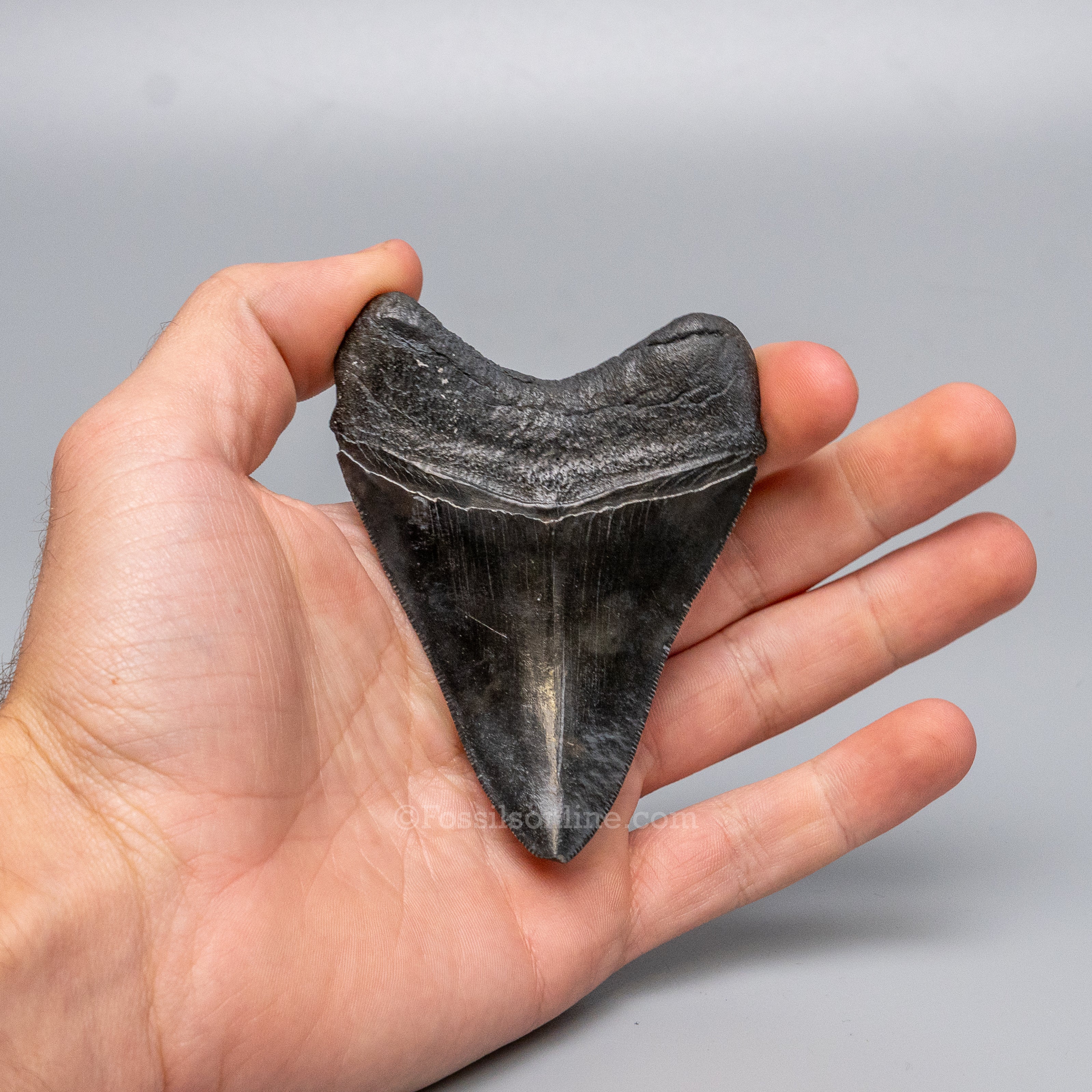 South Carolina Megalodon 3.53"