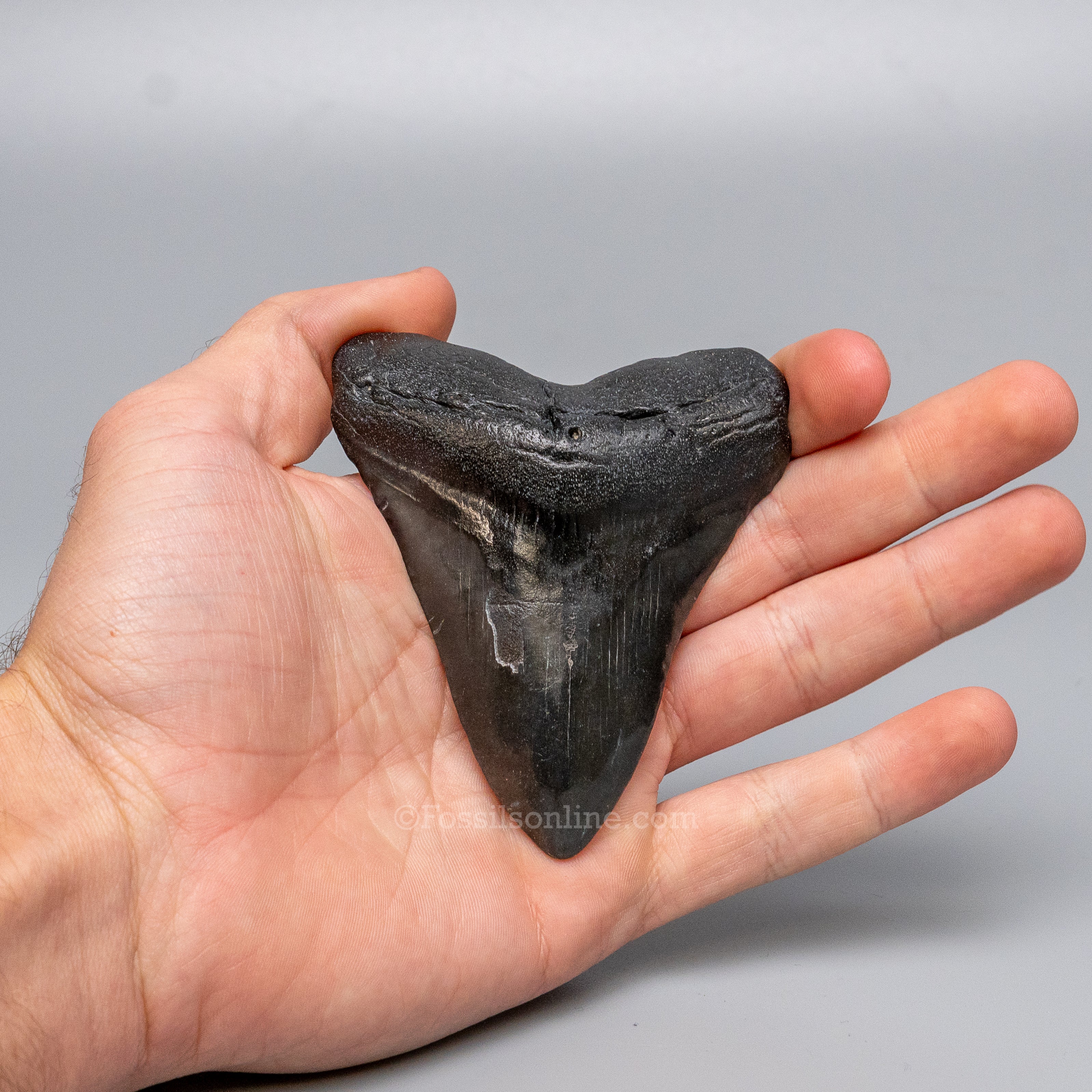 South Carolina Megalodon 3.51"