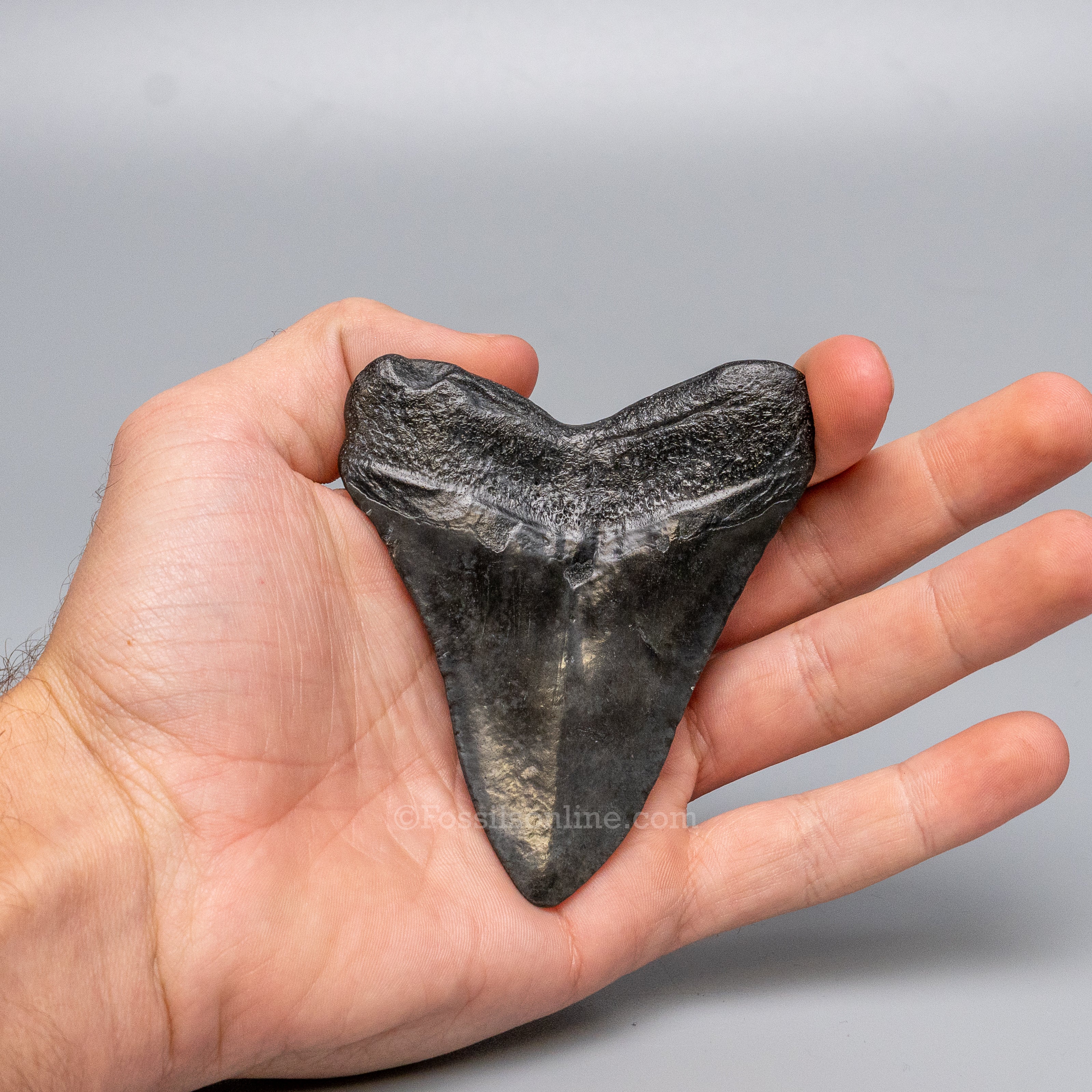 South Carolina Megalodon 3.51"