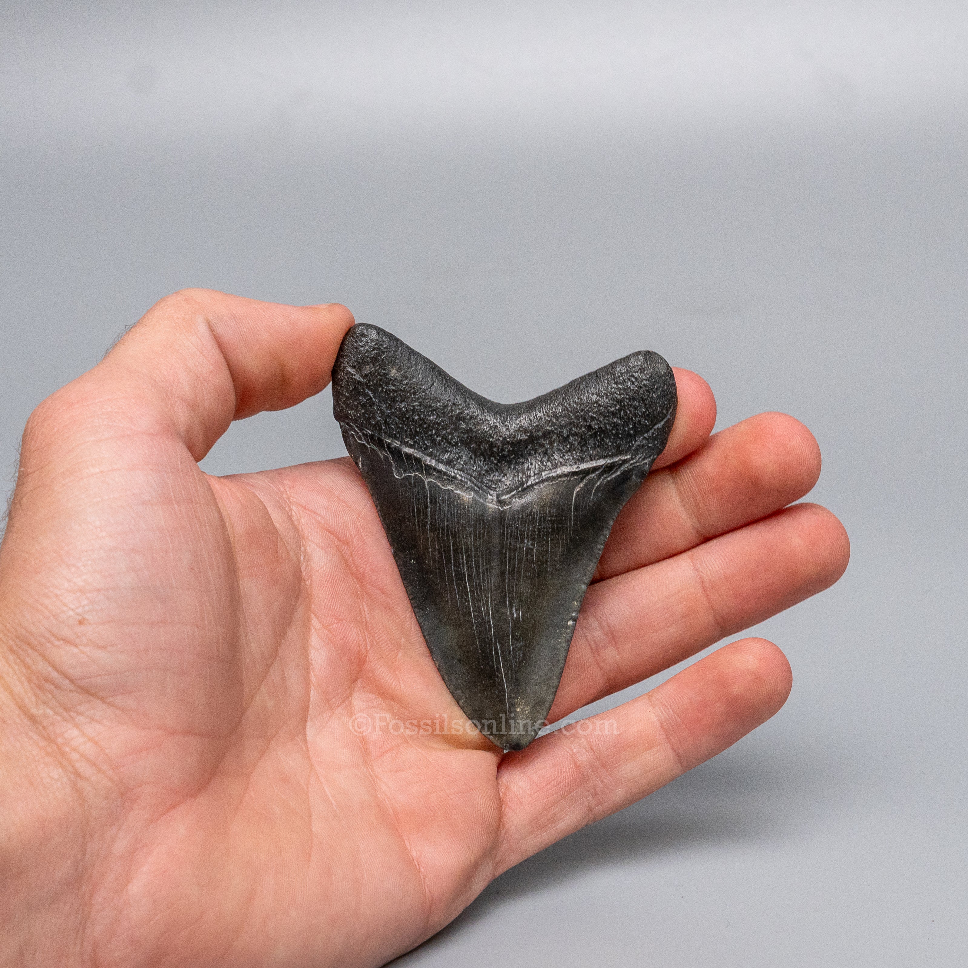 South Carolina Megalodon 3.10"