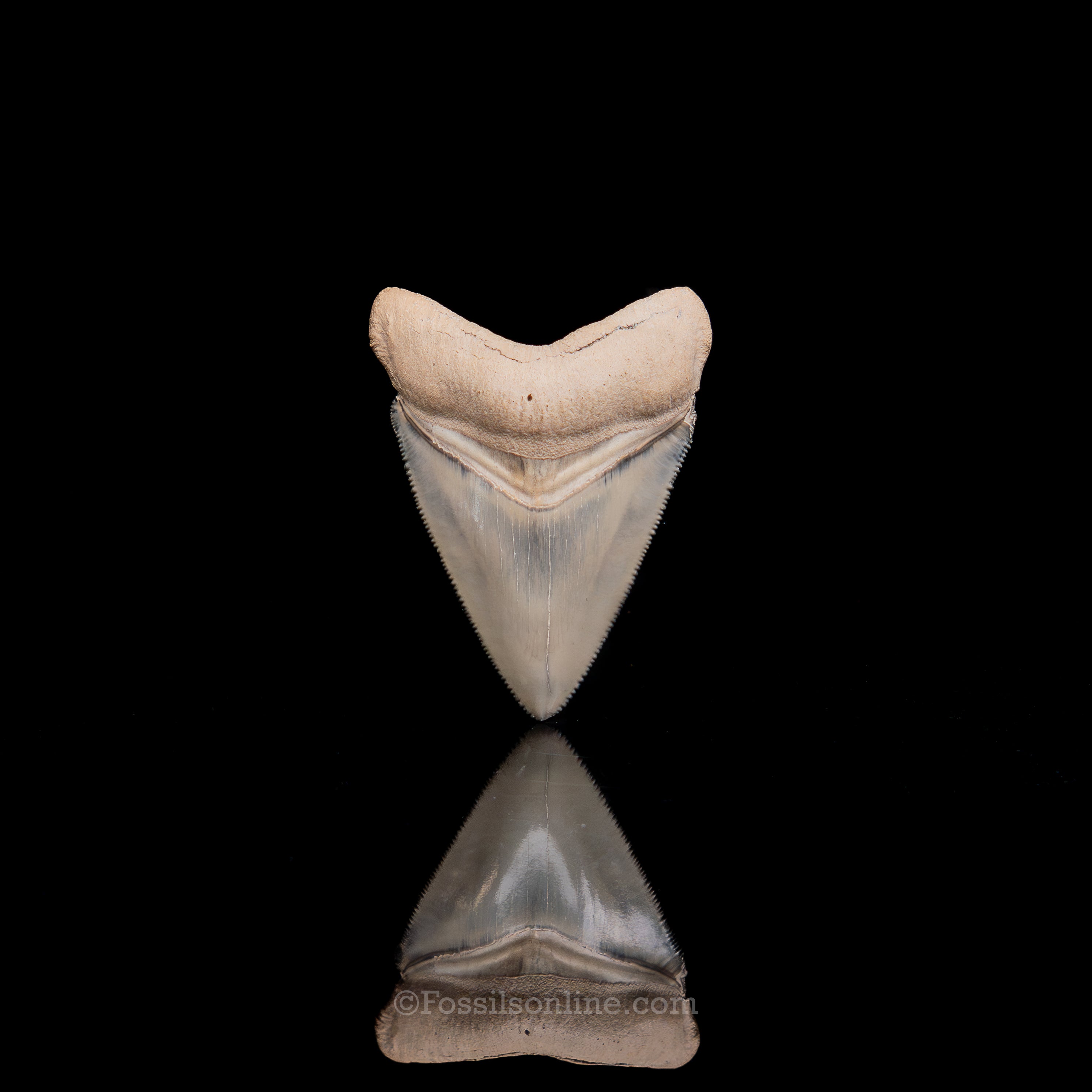 Fine Bone Valley Meg 2.45"