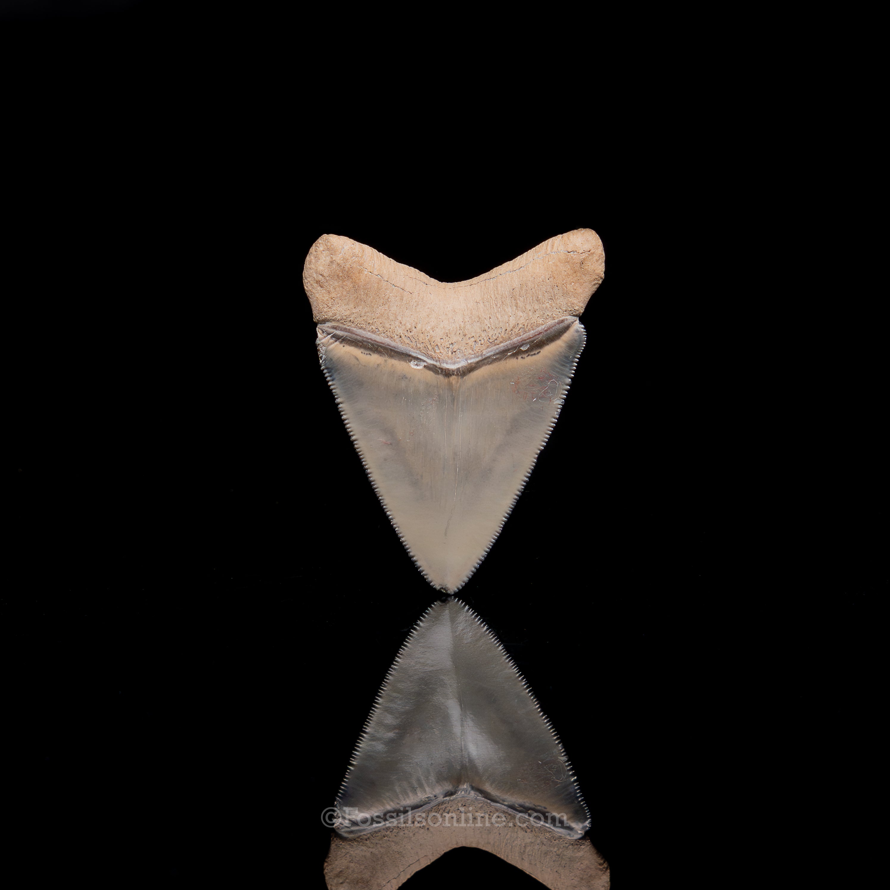 Fine Bone Valley Meg 2.45"