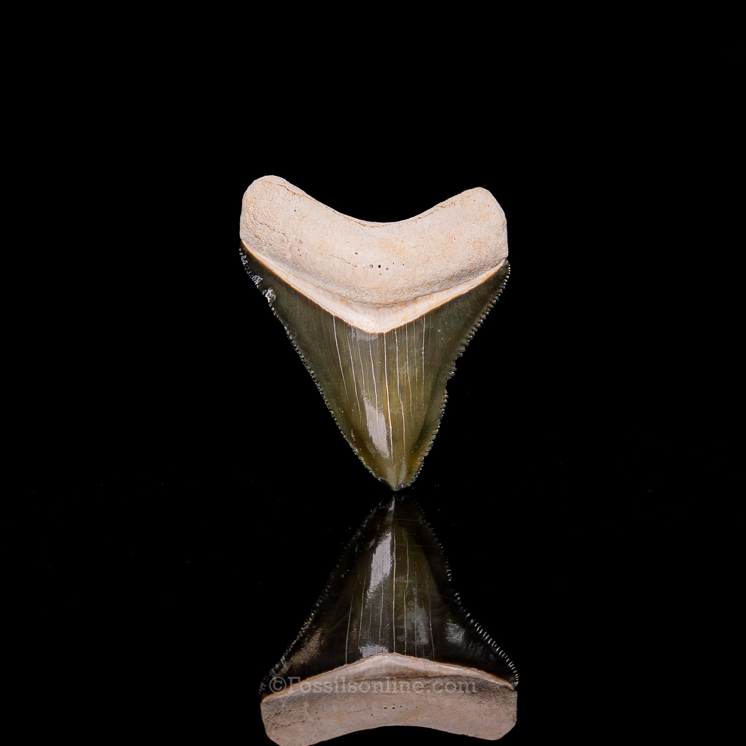 Rare Green Bone Valley Meg 2.12"