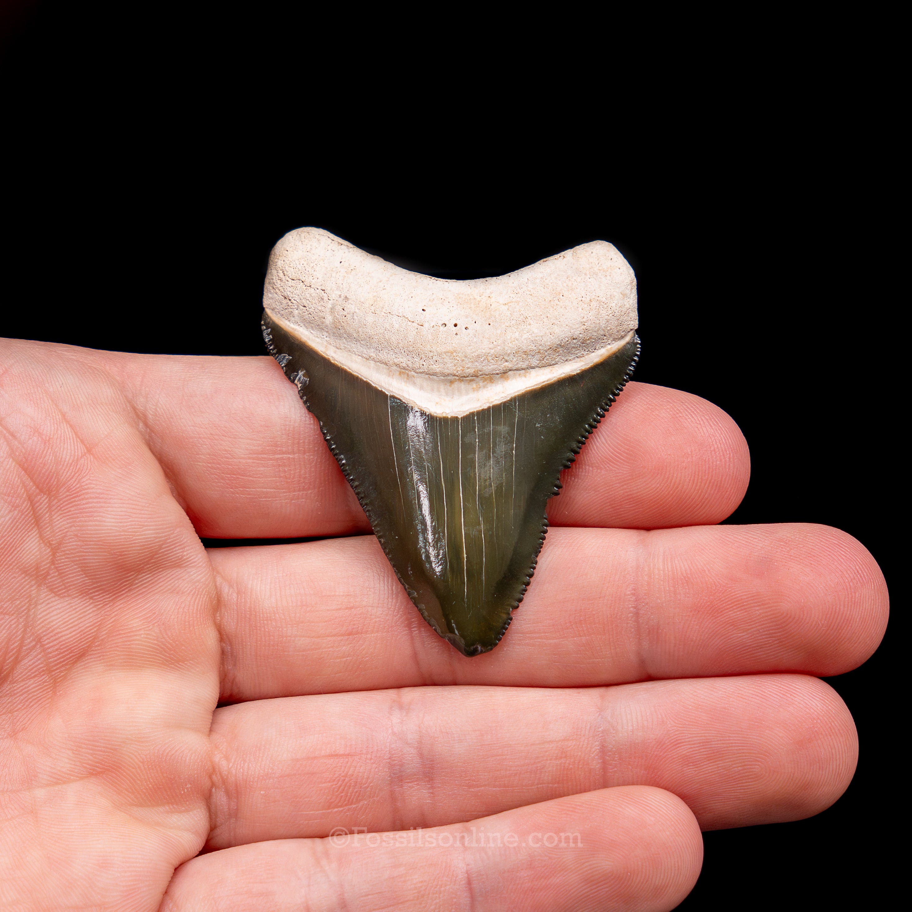 Rare Green Bone Valley Meg 2.12"