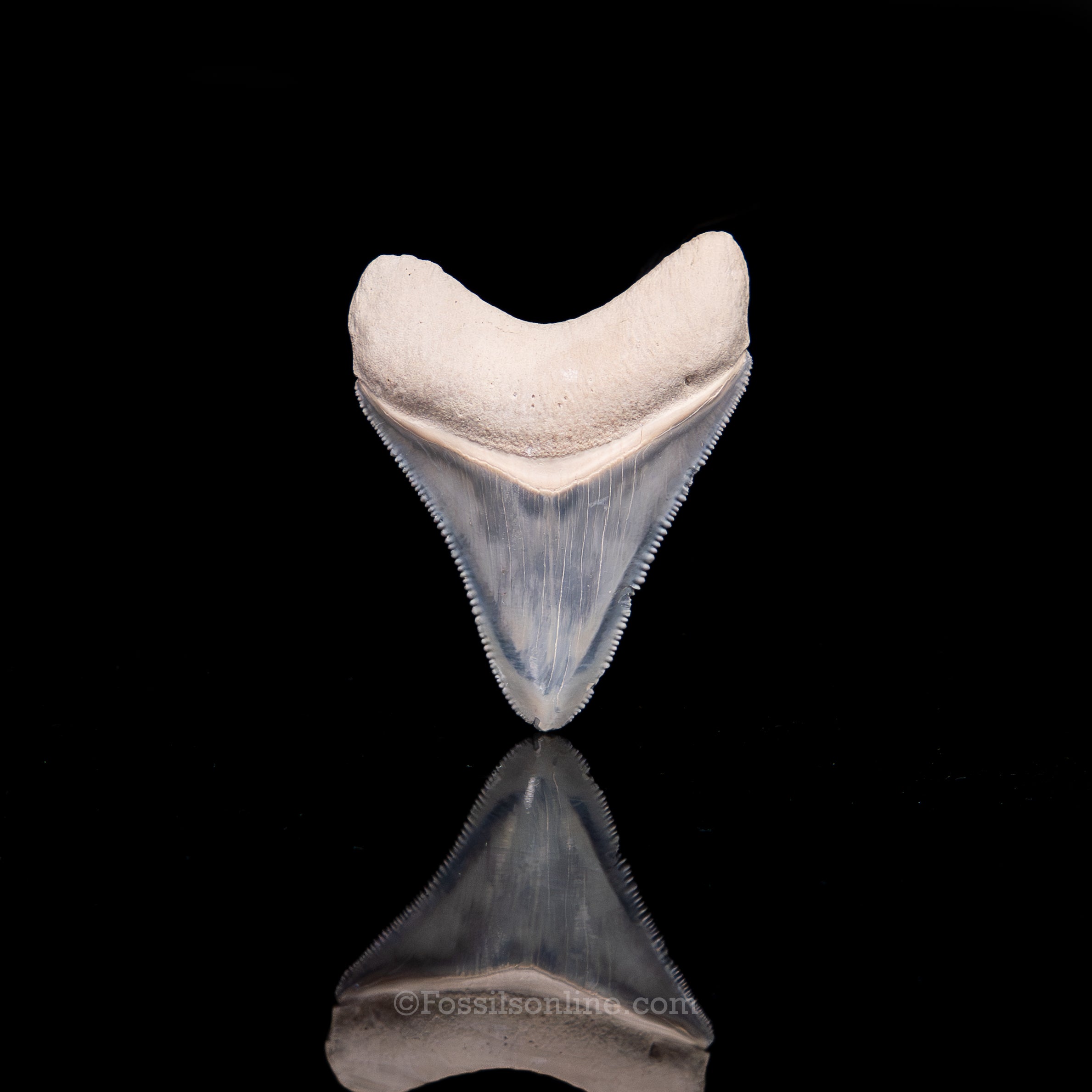 Blue Bone Valley Meg 2.08"