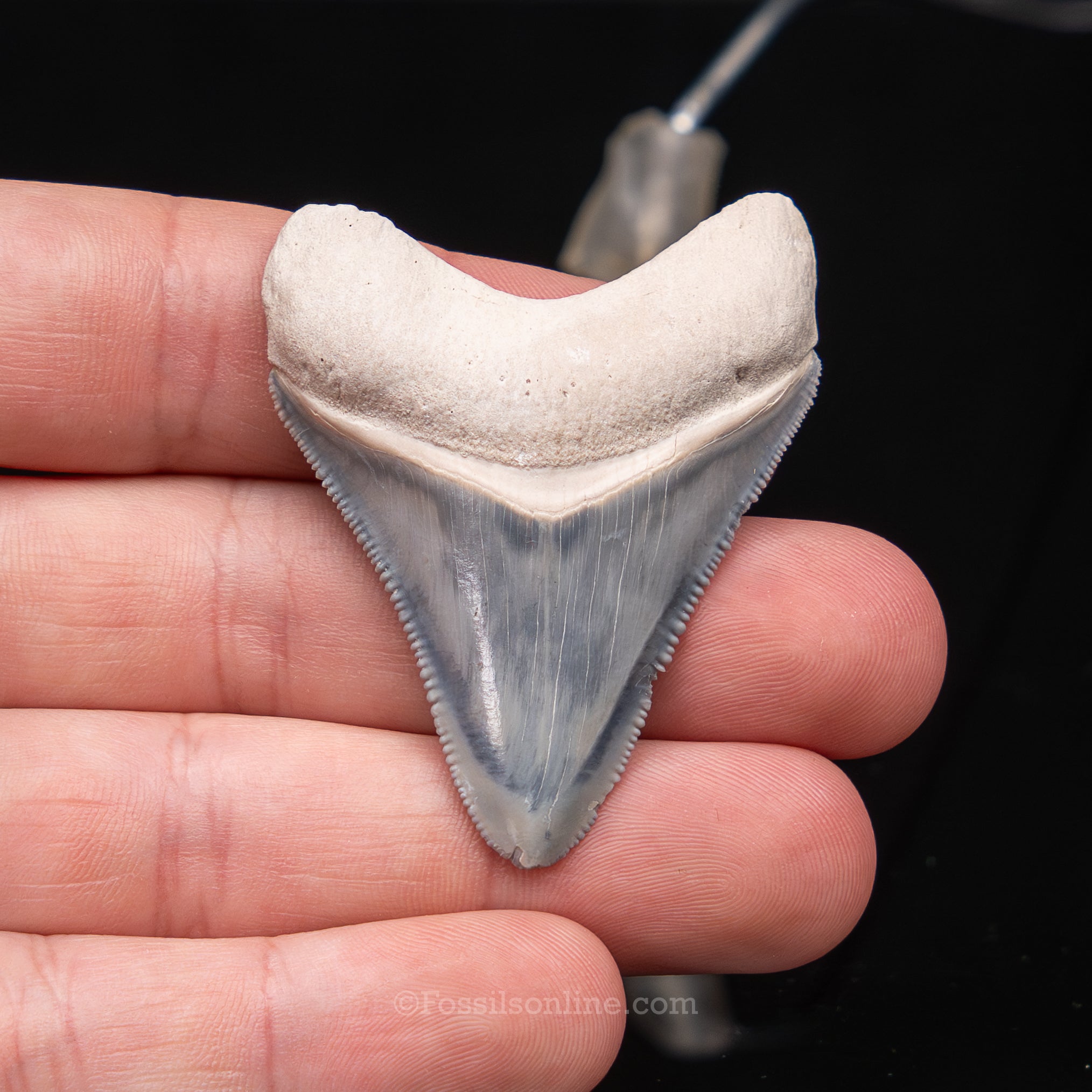 Blue Bone Valley Meg 2.08"