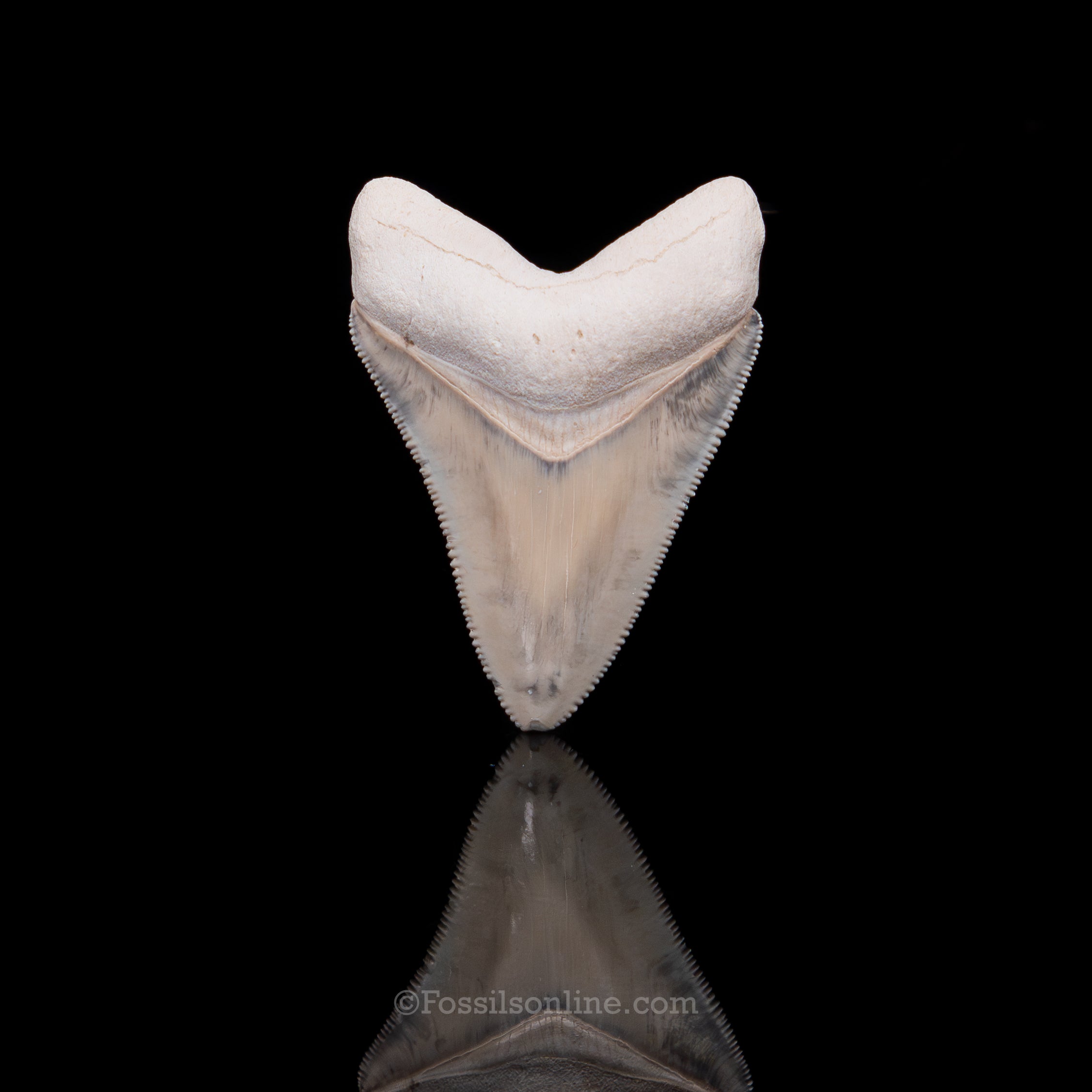 Fine Bone Valley Meg 2.33"