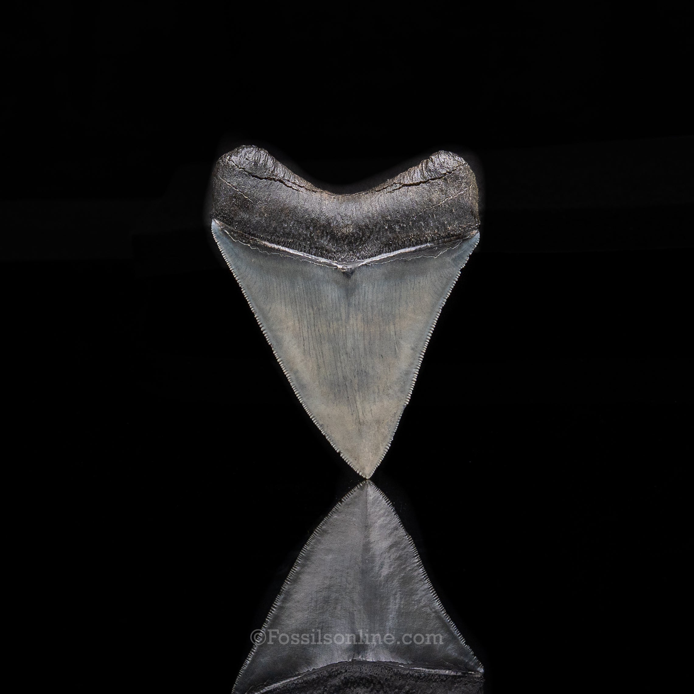 Venice Megalodon 3.5"