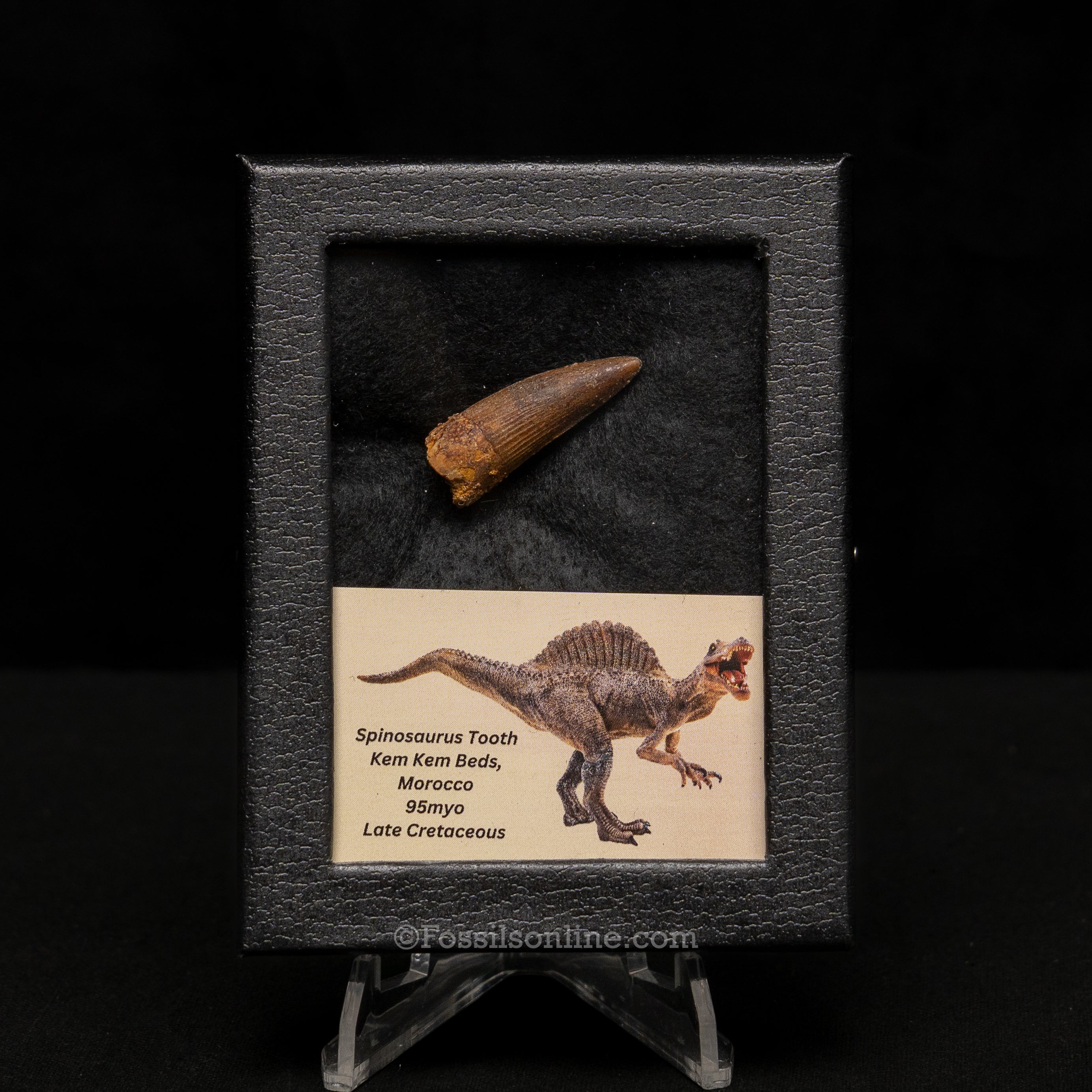 Choice Spinosaurus Dinosaur Tooth Sm Case