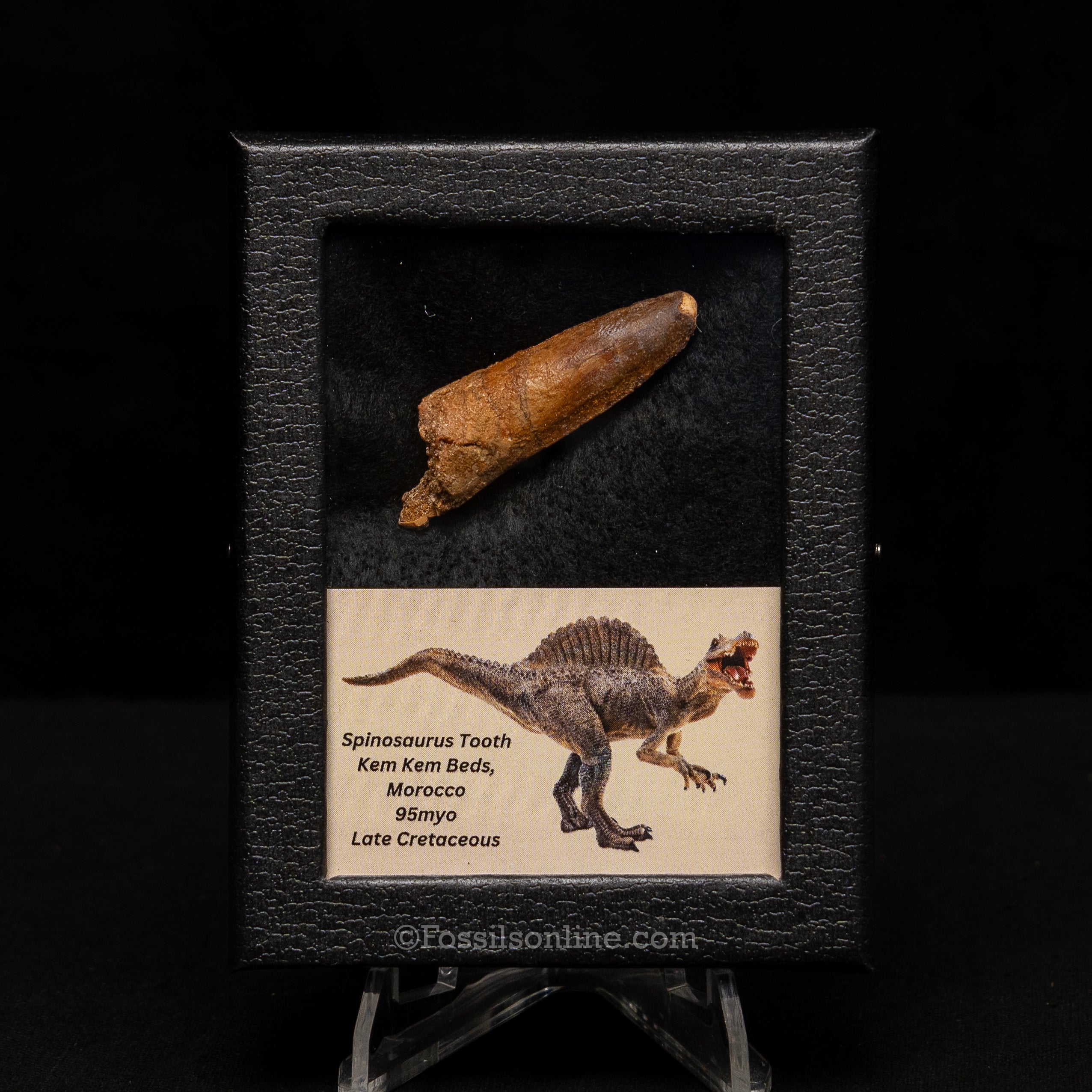 Choice Spinosaurus Dinosaur Tooth Sm Case