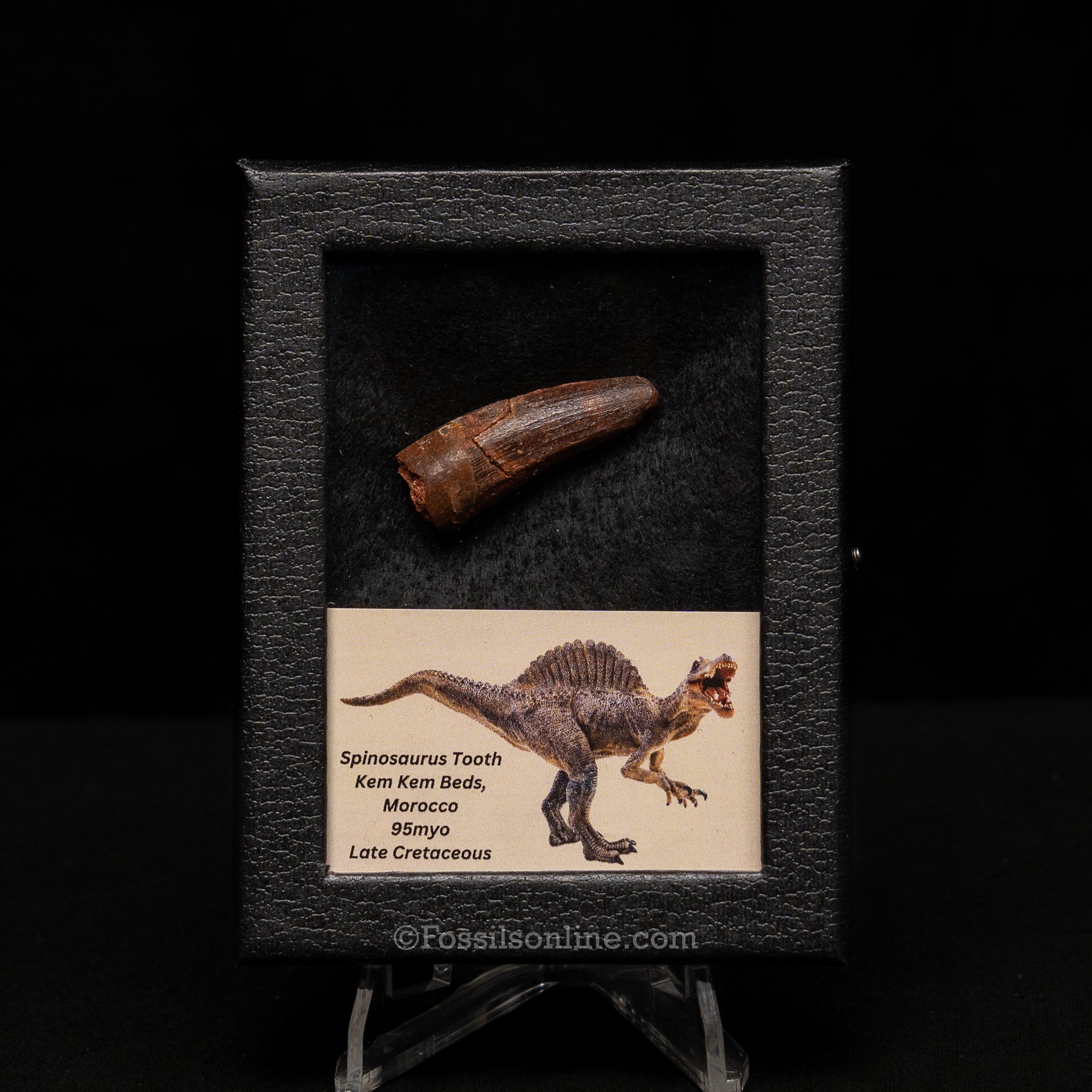 Choice Spinosaurus Dinosaur Tooth Sm Case