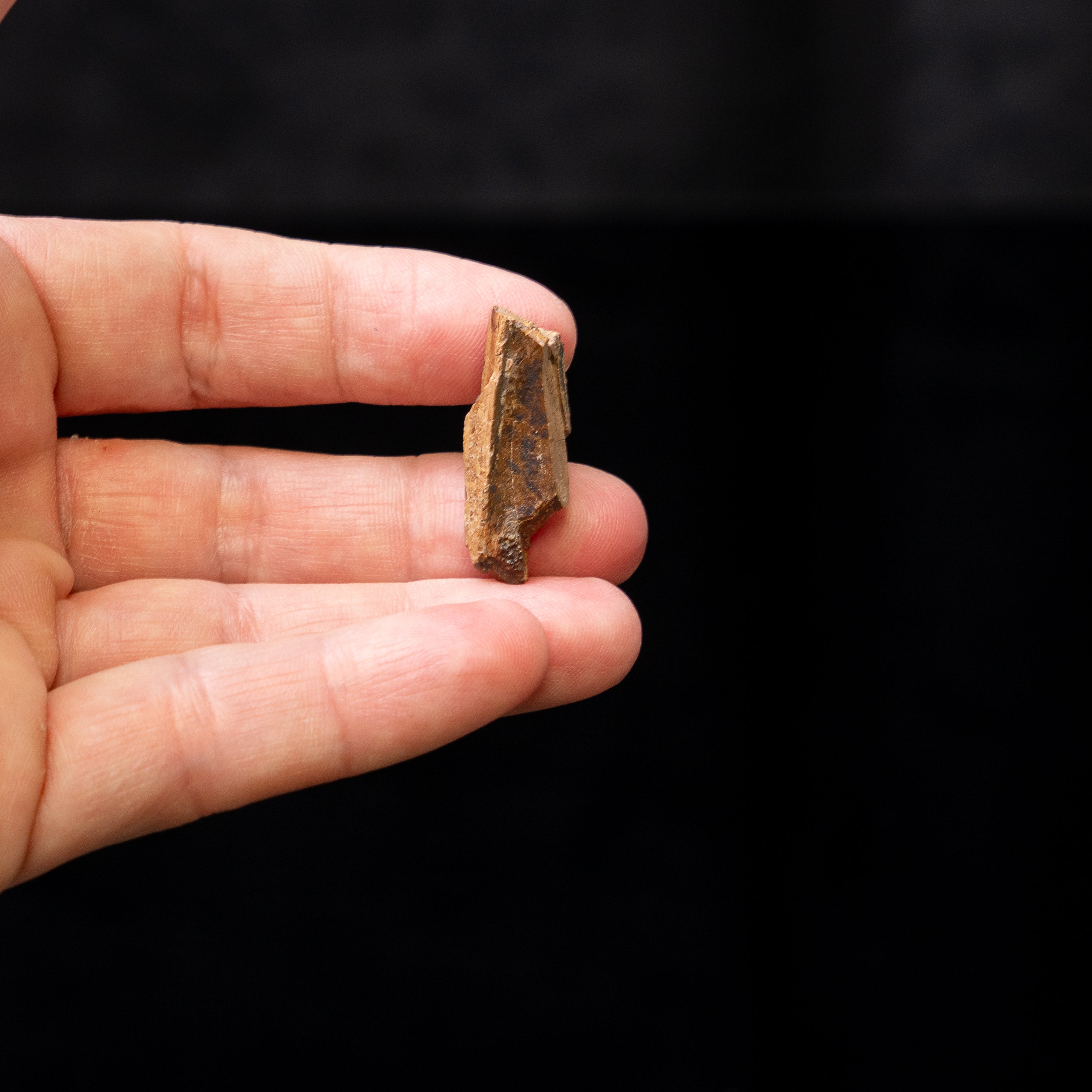 Tyrannosaurus rex Tooth Fragment
