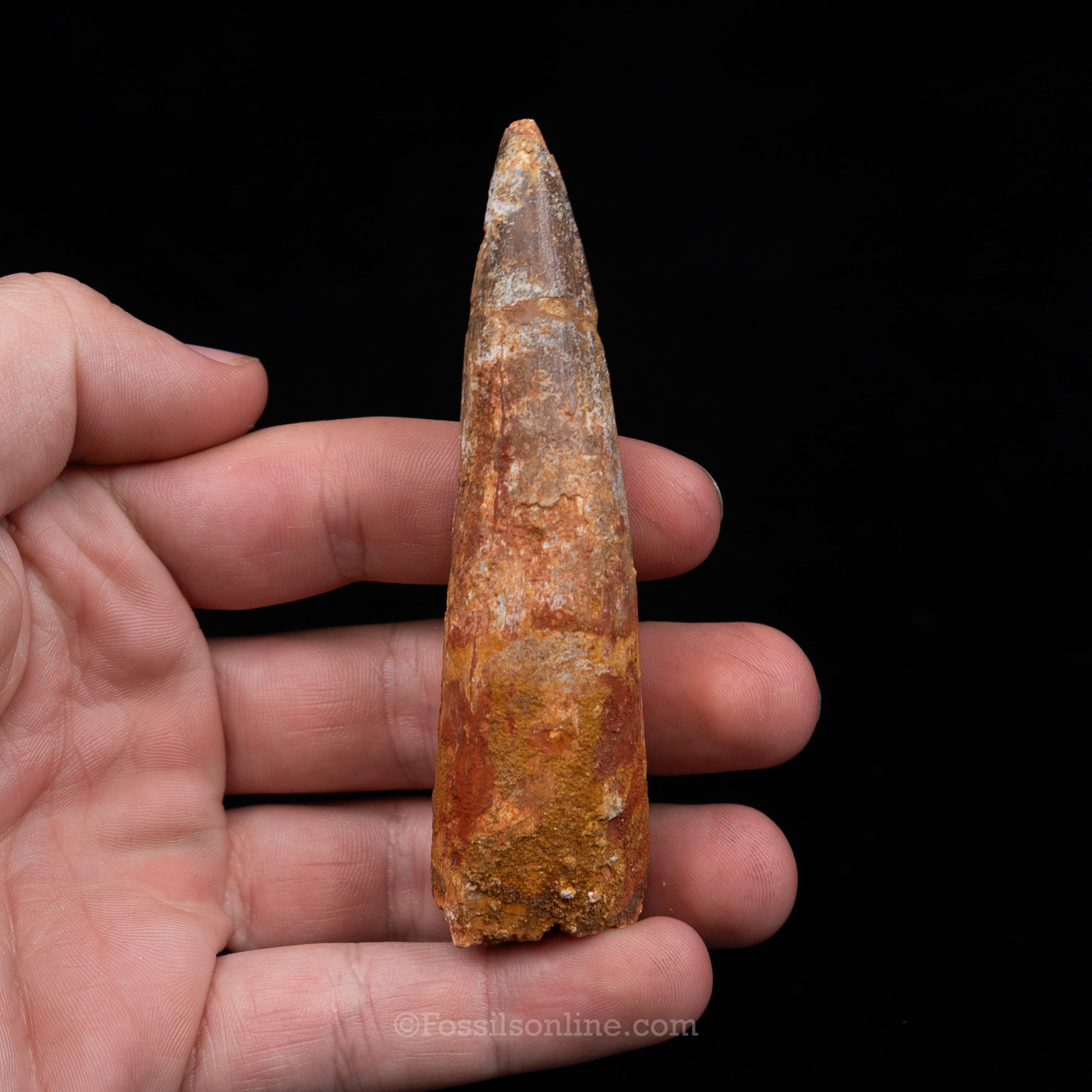 Spinosaurus Dinosaur Tooth in Lg Case