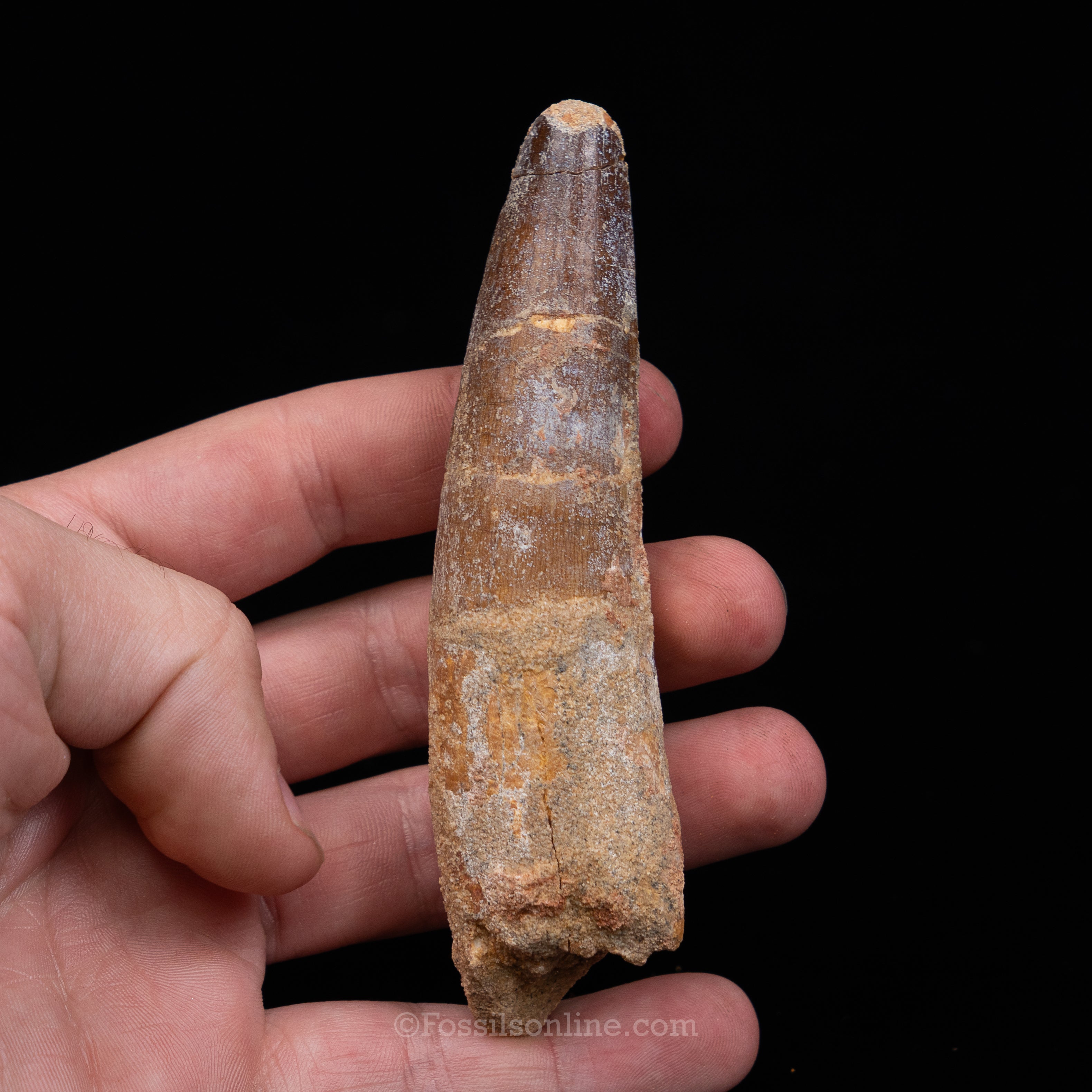 Spinosaurus Dinosaur Tooth in Lg Case