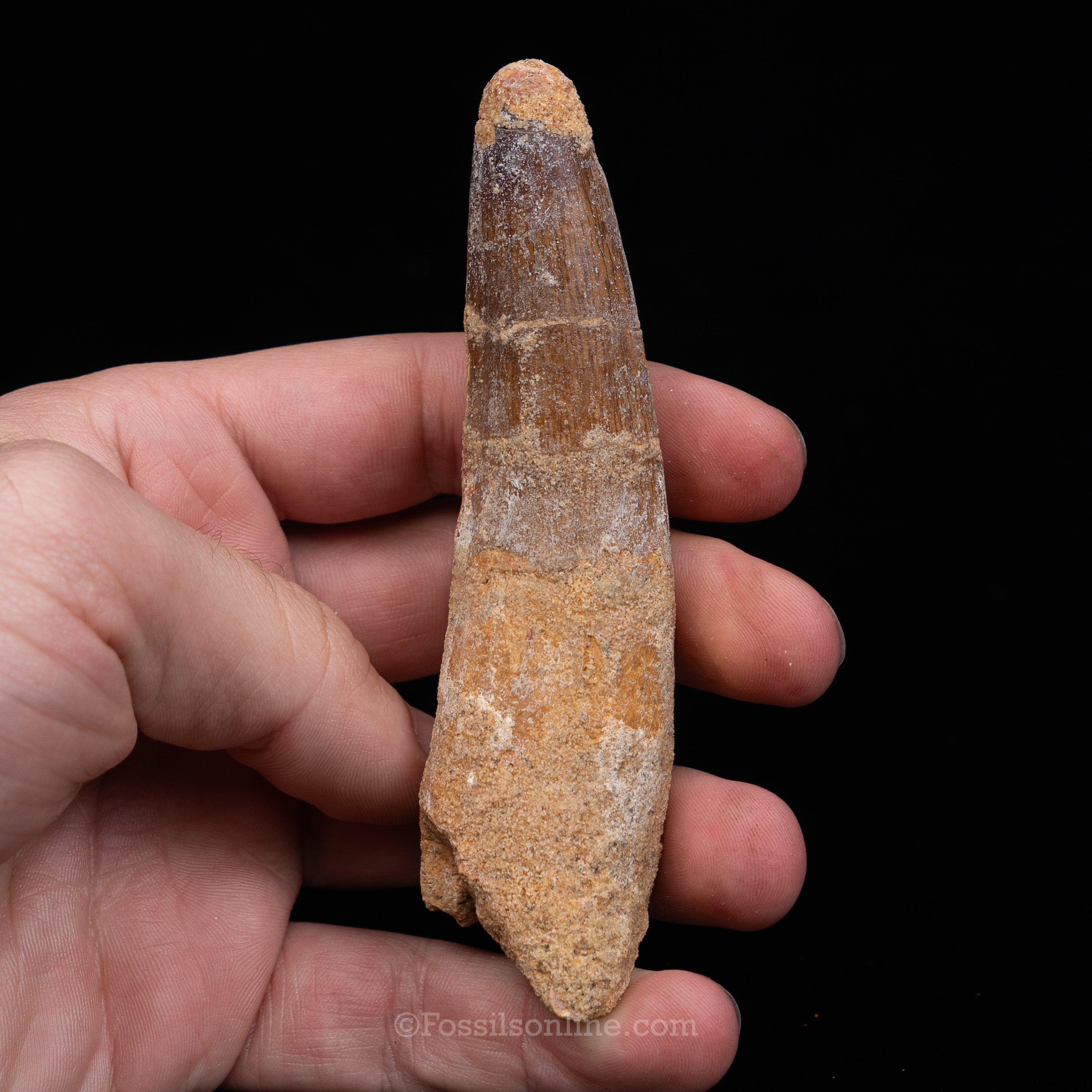 Spinosaurus Dinosaur Tooth in Lg Case