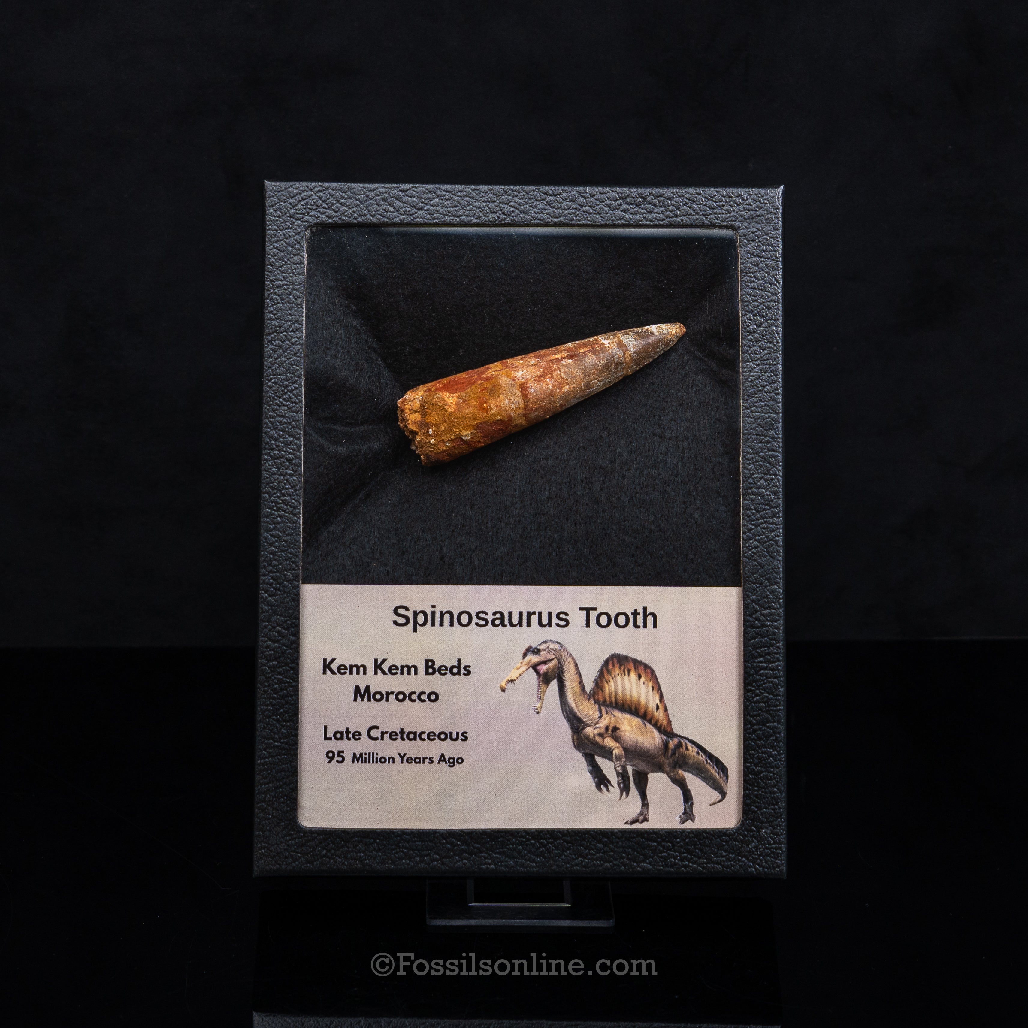 Spinosaurus Dinosaur Tooth in Lg Case