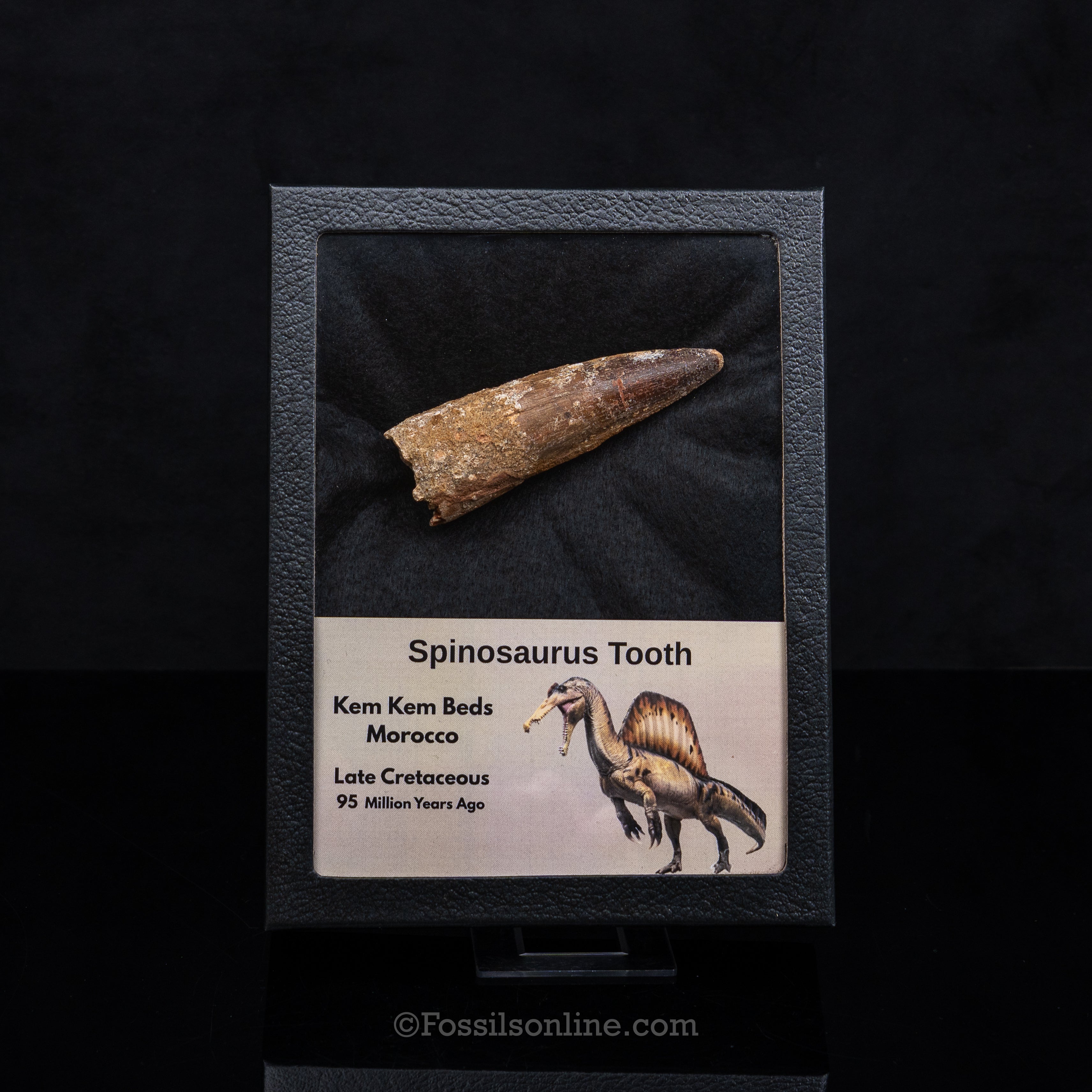 Spinosaurus Dinosaur Tooth in Lg Case