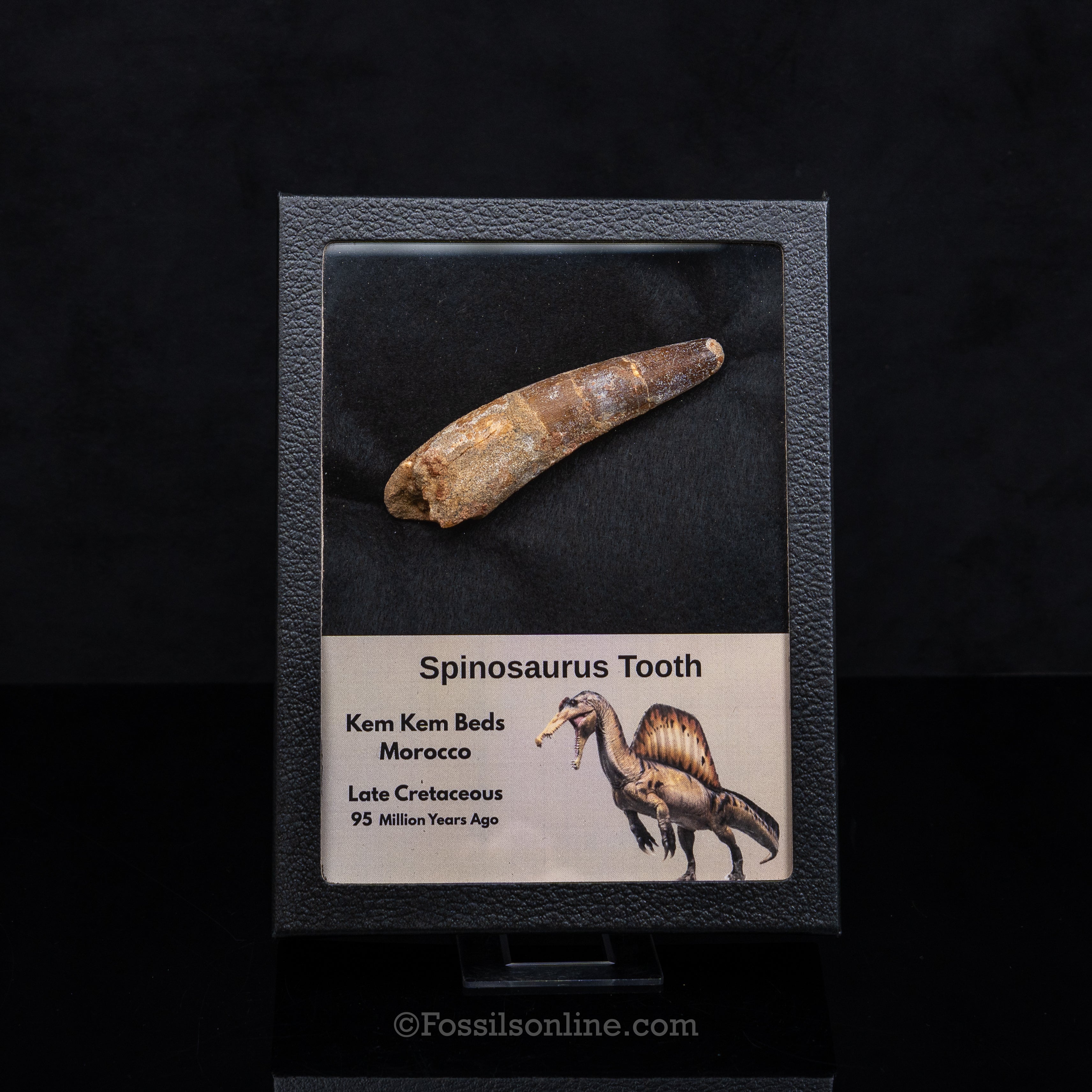 Spinosaurus Dinosaur Tooth in Lg Case