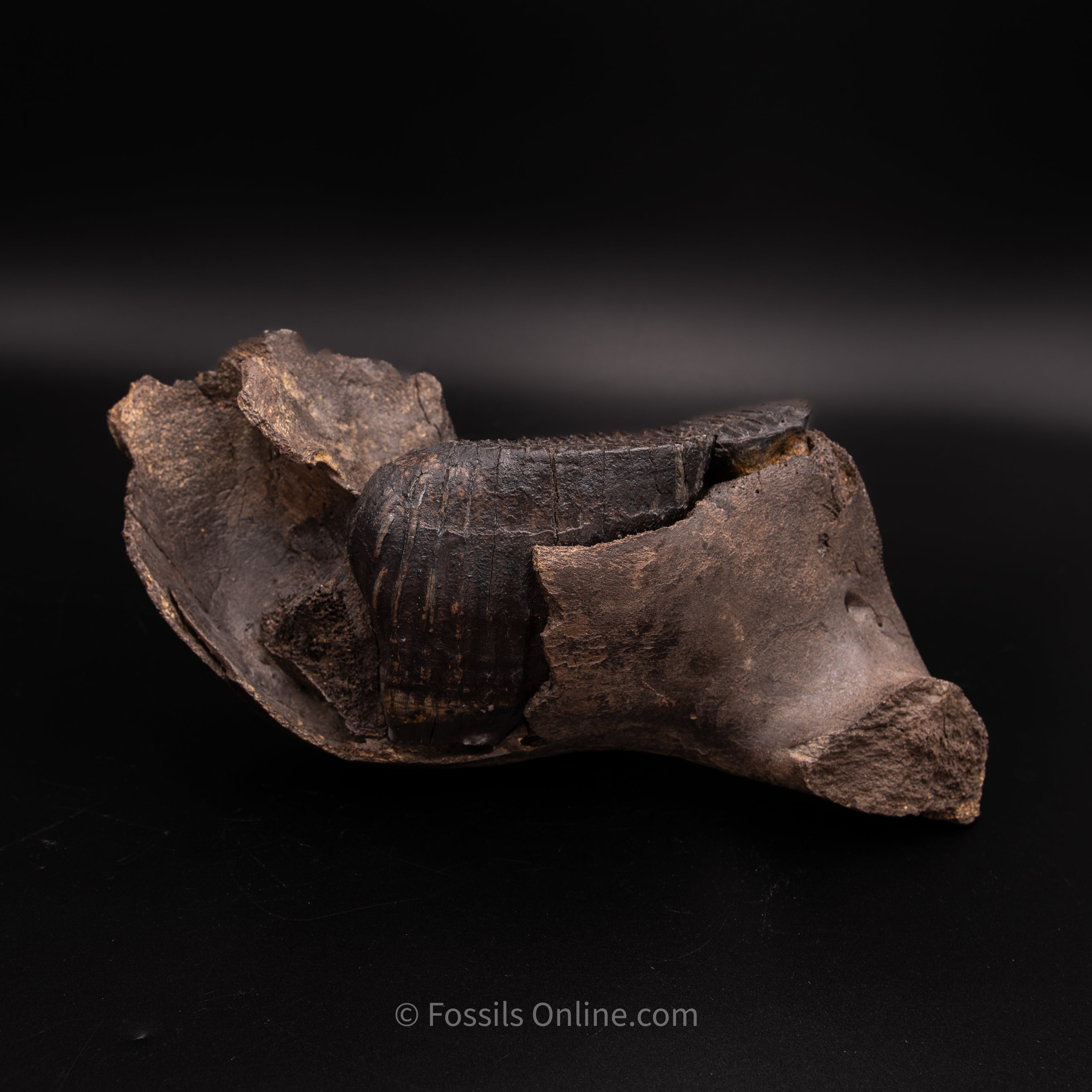 Juvenile Woolly Mammoth Jaw with teeth - Alaska