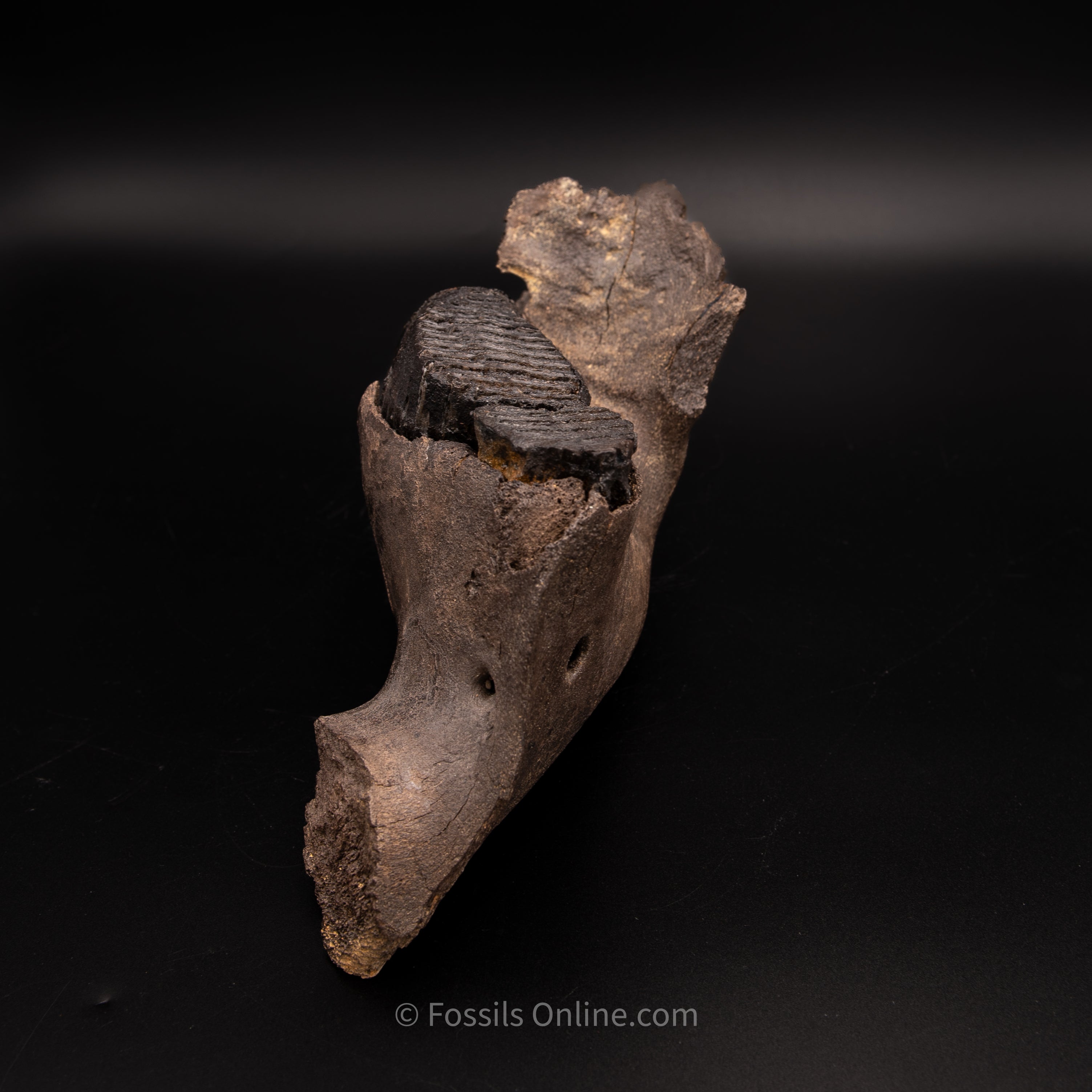 Juvenile Woolly Mammoth Jaw with teeth - Alaska