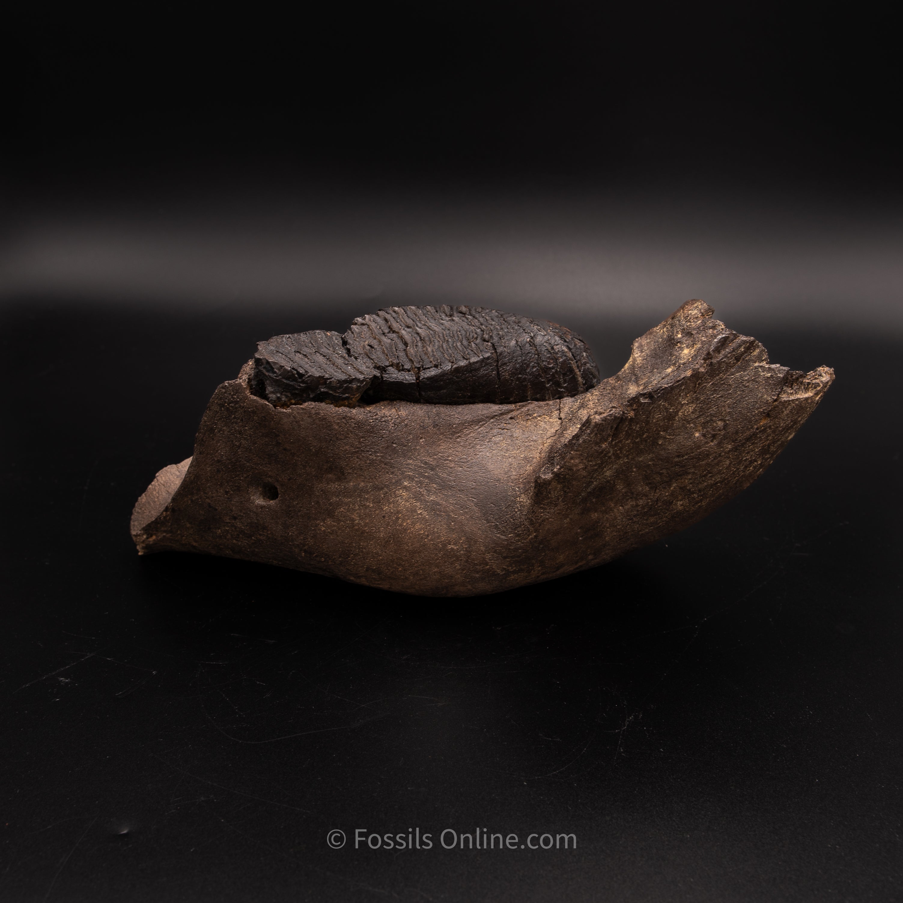 Juvenile Woolly Mammoth Jaw with teeth - Alaska