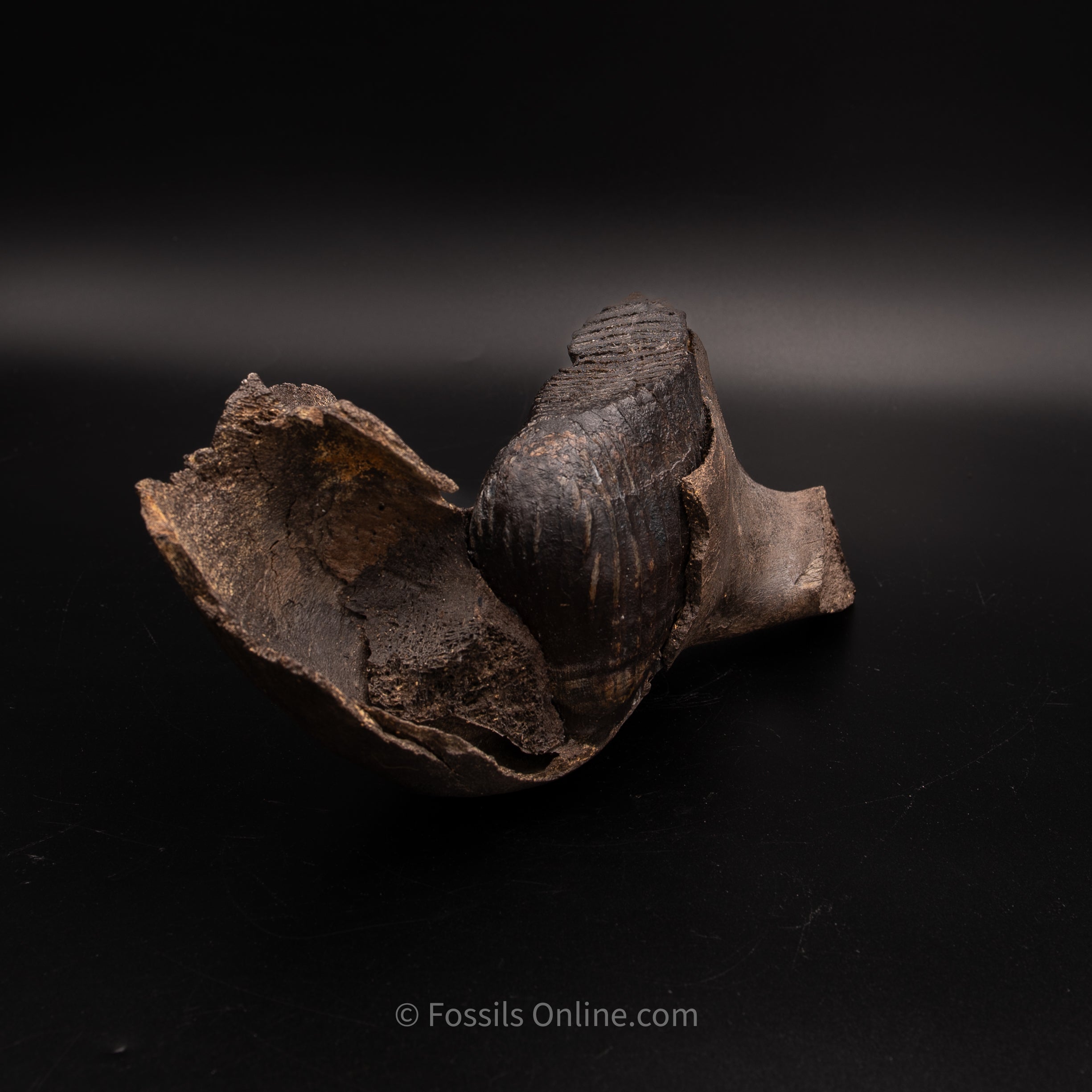 Juvenile Woolly Mammoth Jaw with teeth - Alaska
