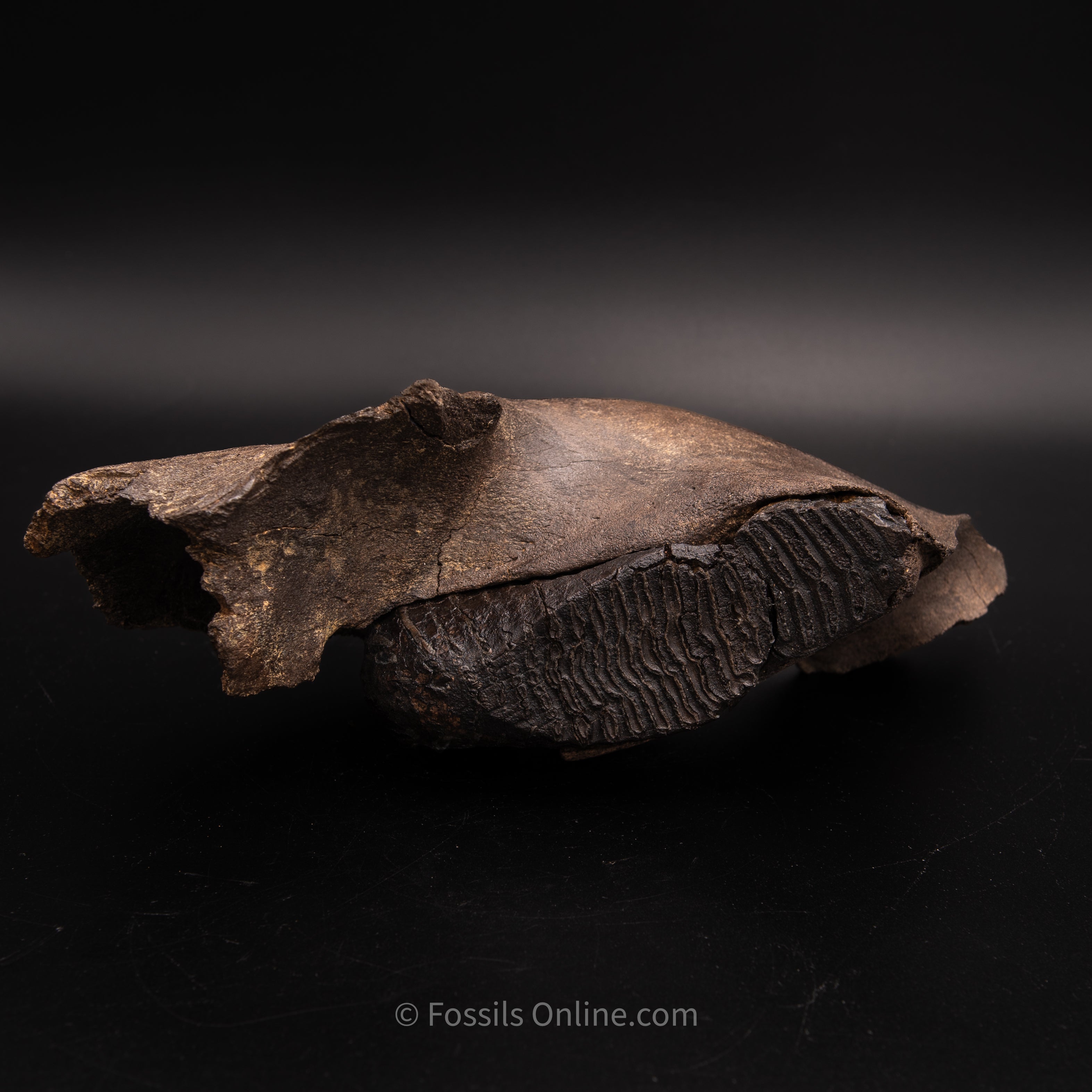 Juvenile Woolly Mammoth Jaw with teeth - Alaska