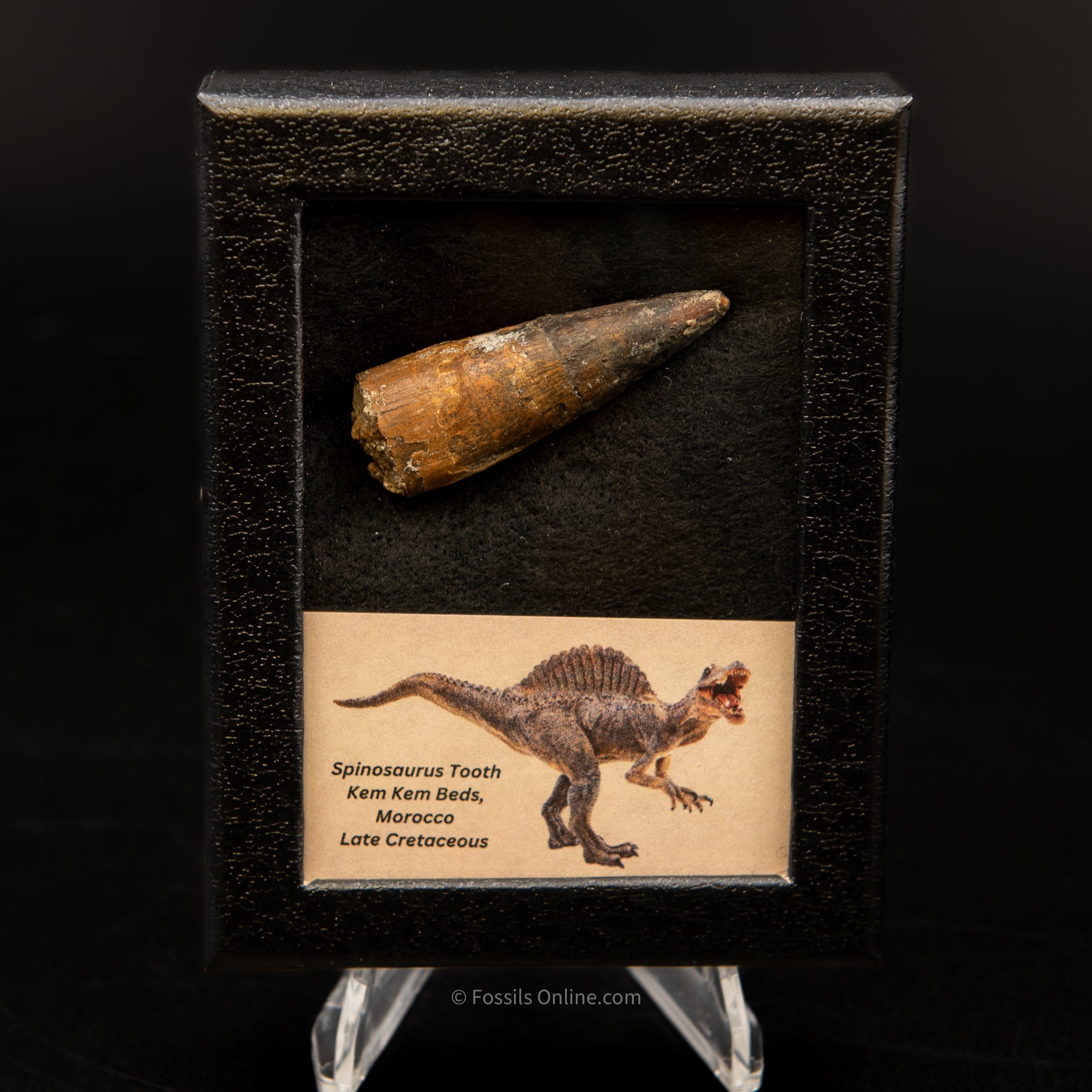 Spinosaurus Dinosaur Tooth Sm Case