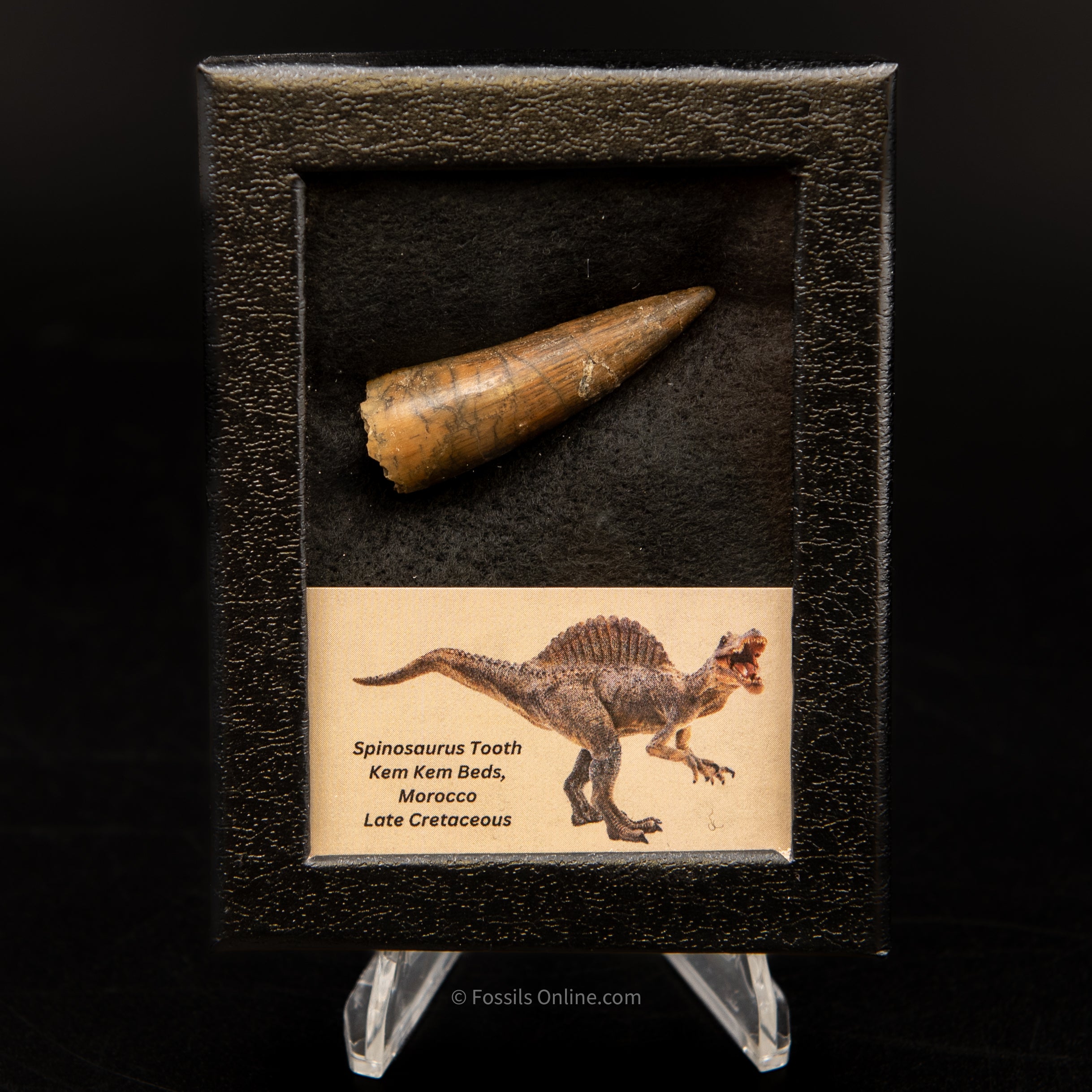 Spinosaurus Dinosaur Tooth Sm Case