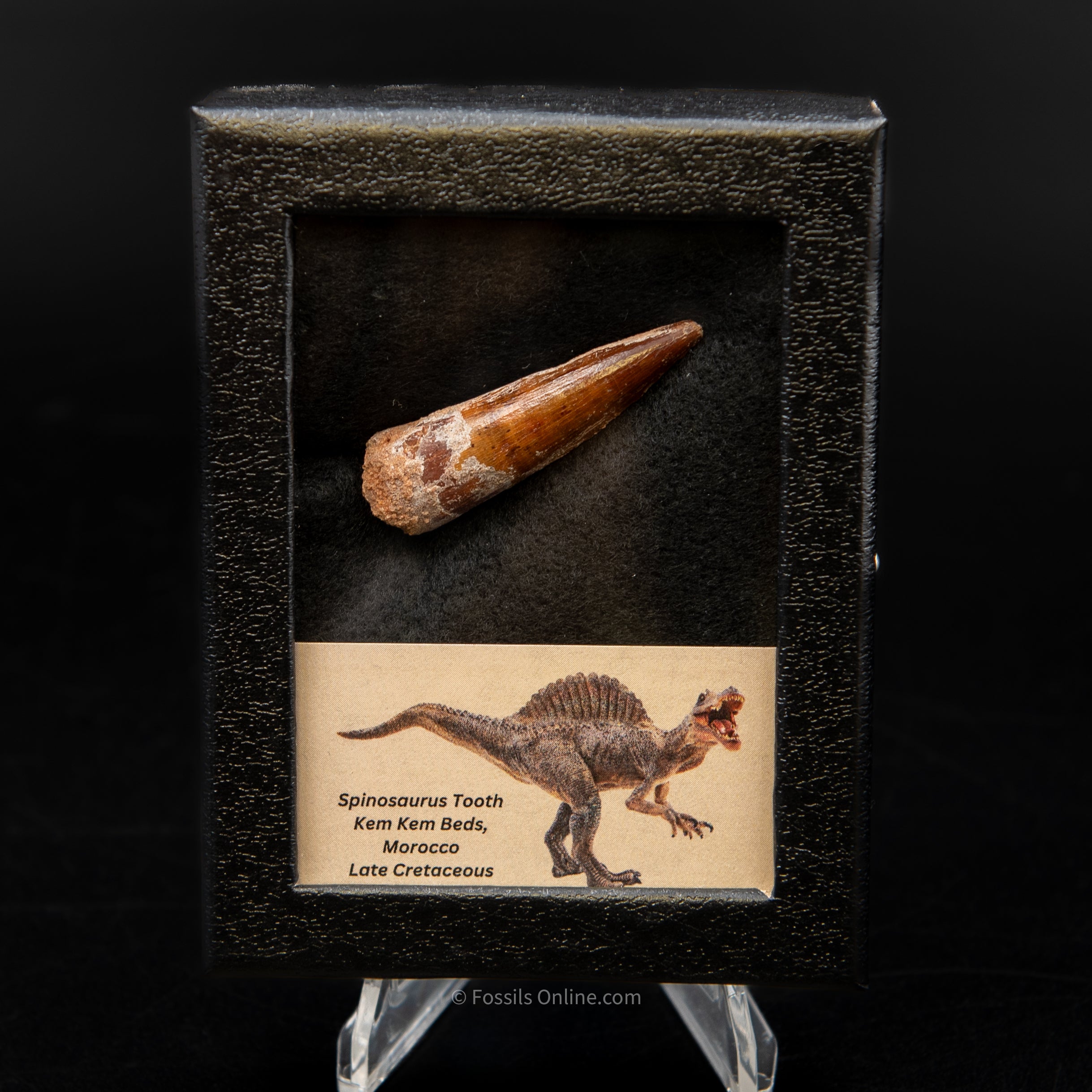 Spinosaurus Dinosaur Tooth Sm Case