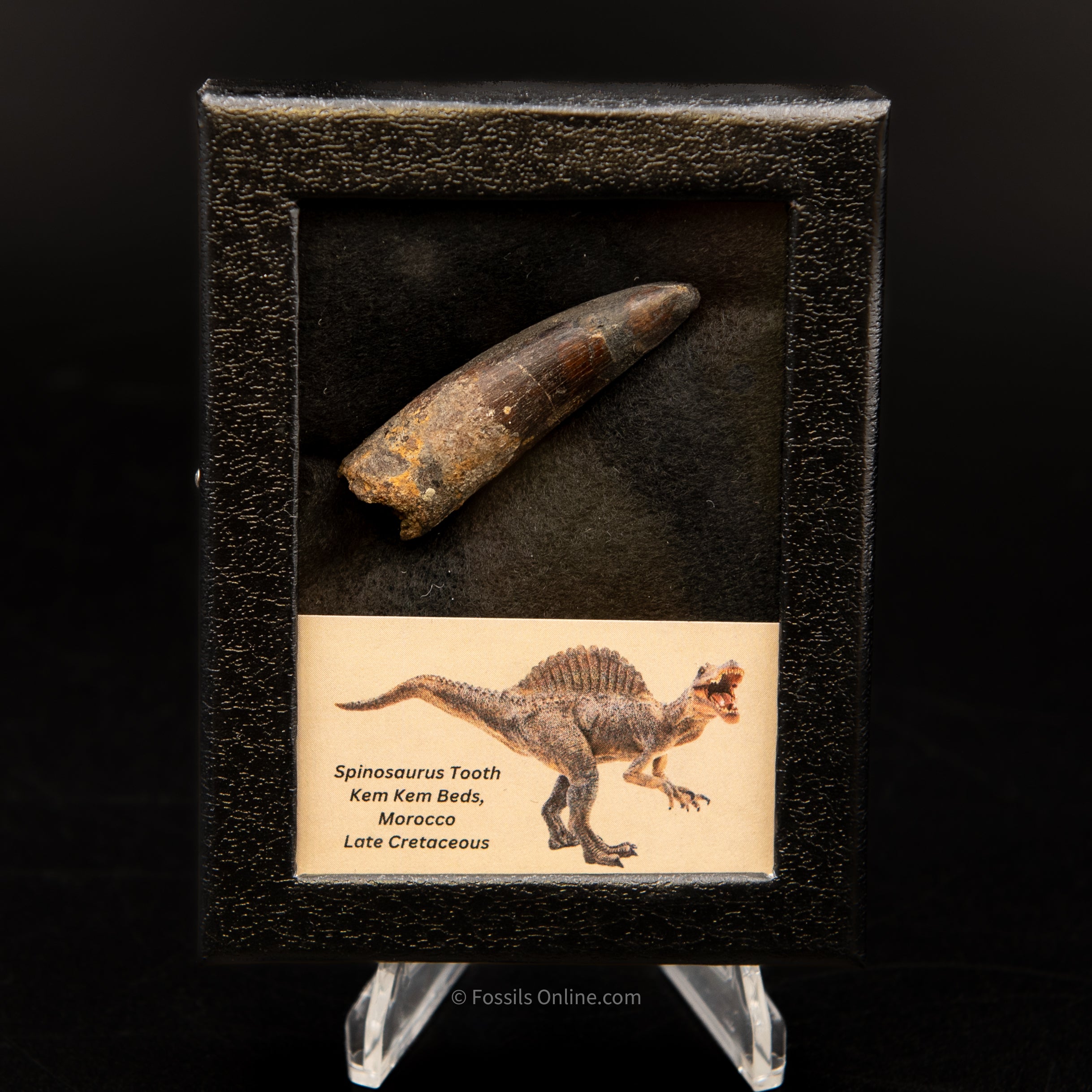 Spinosaurus Dinosaur Tooth Sm Case