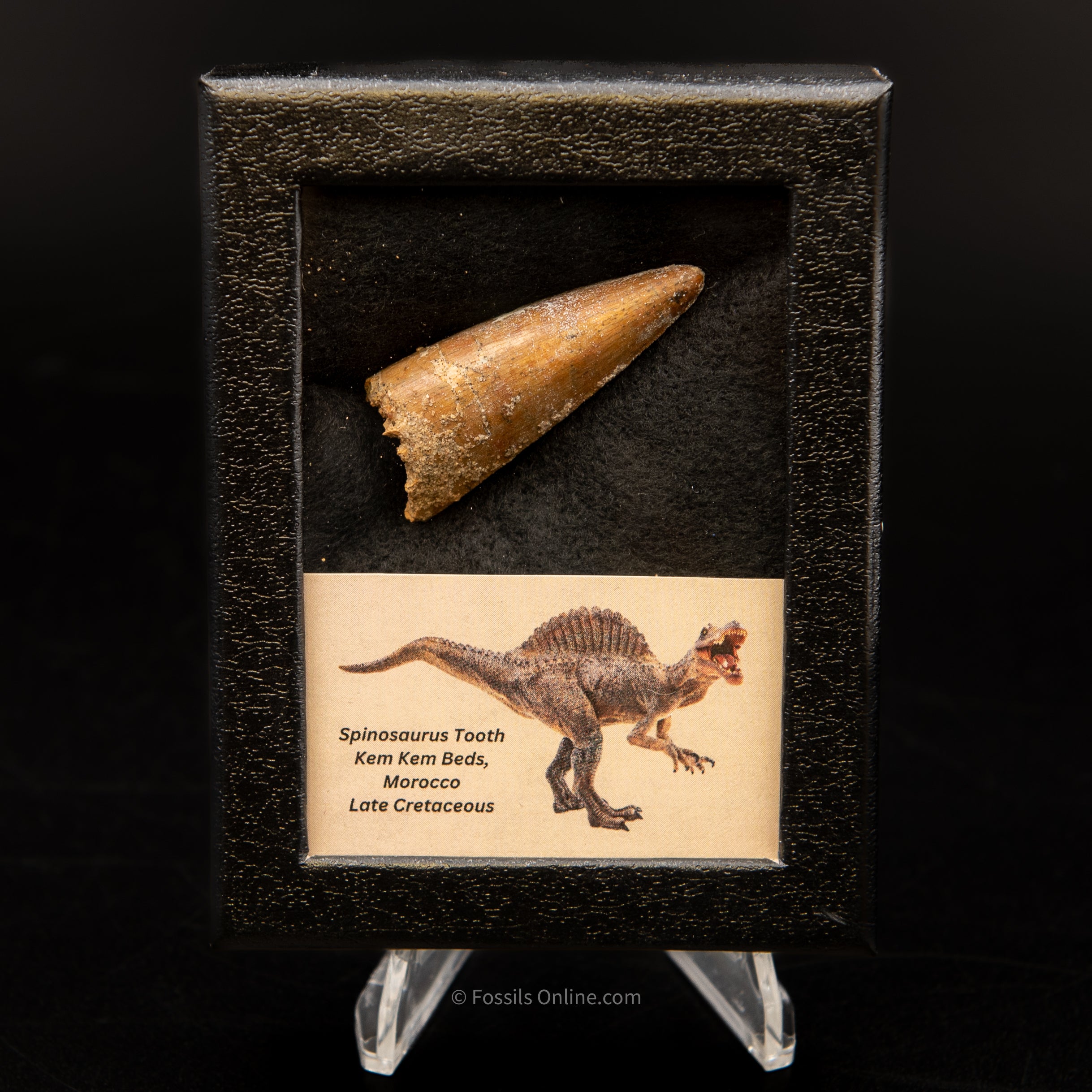 Spinosaurus Dinosaur Tooth Sm Case