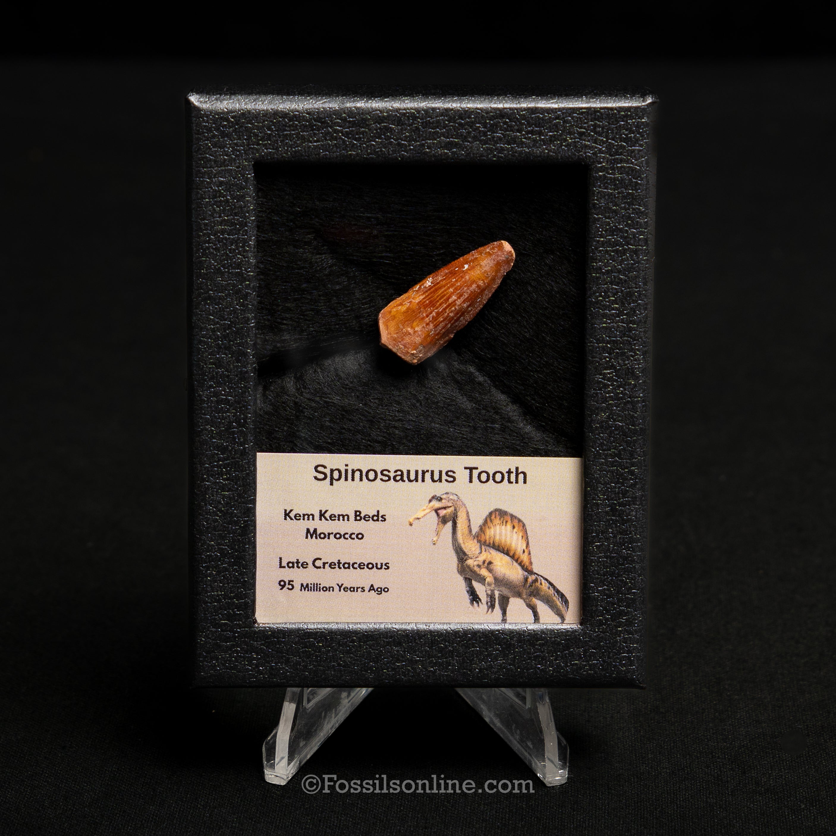 Spinosaurus Dinosaur Tooth Sm Case