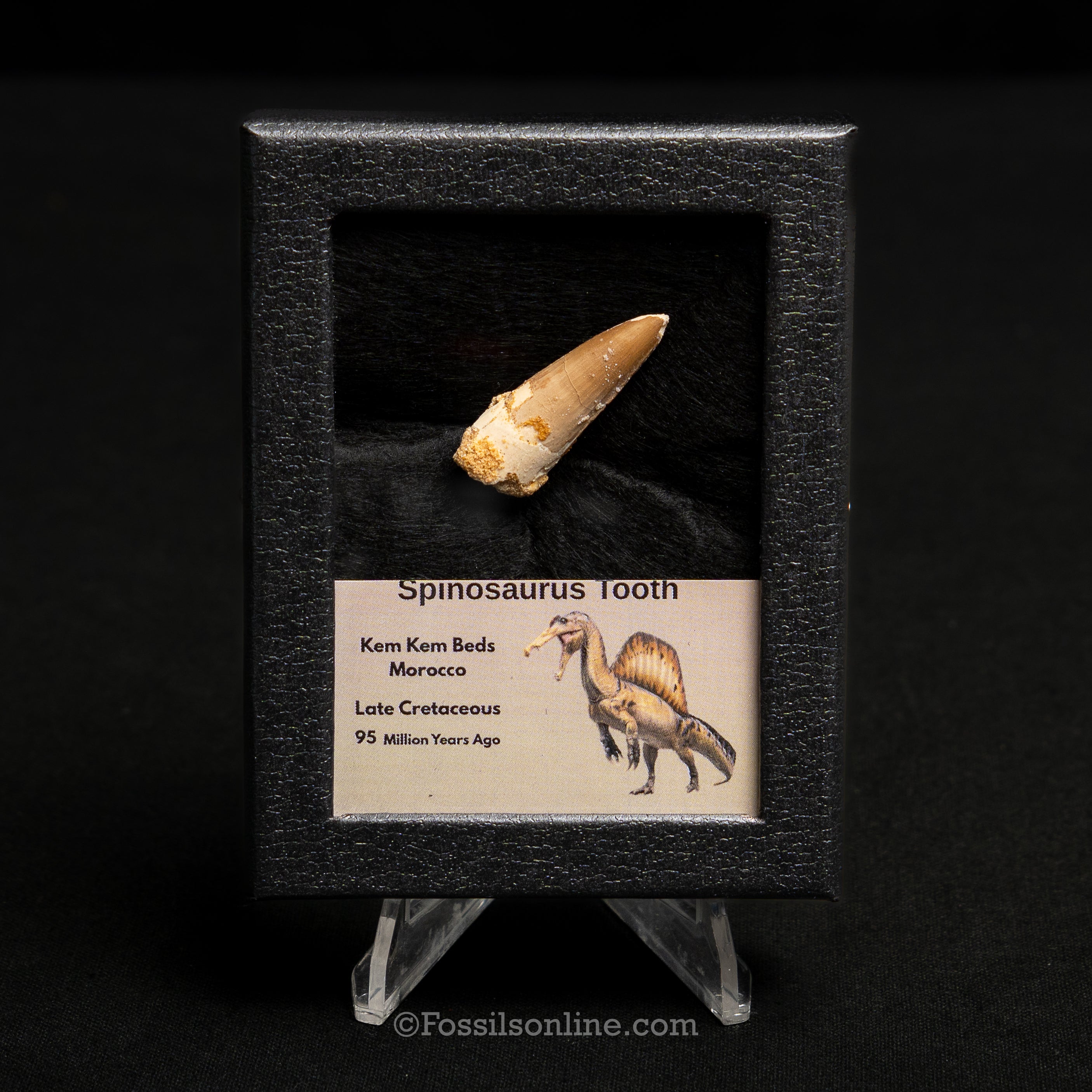 Spinosaurus Dinosaur Tooth Sm Case