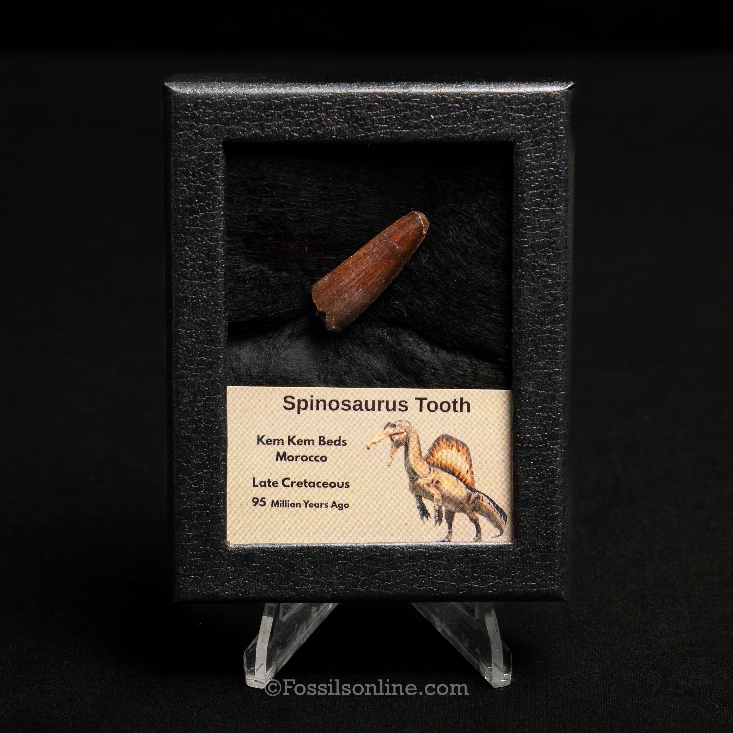 Spinosaurus Dinosaur Tooth Sm Case